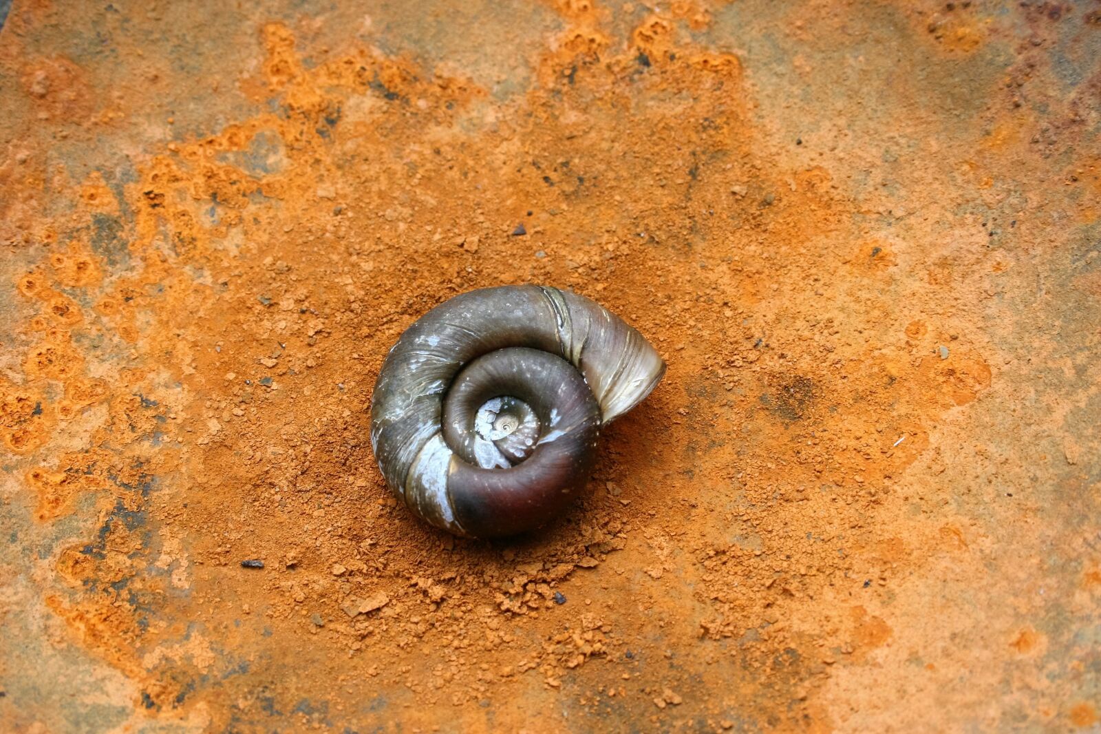 Canon EOS 350D (EOS Digital Rebel XT / EOS Kiss Digital N) sample photo. Insect, nature, snail photography