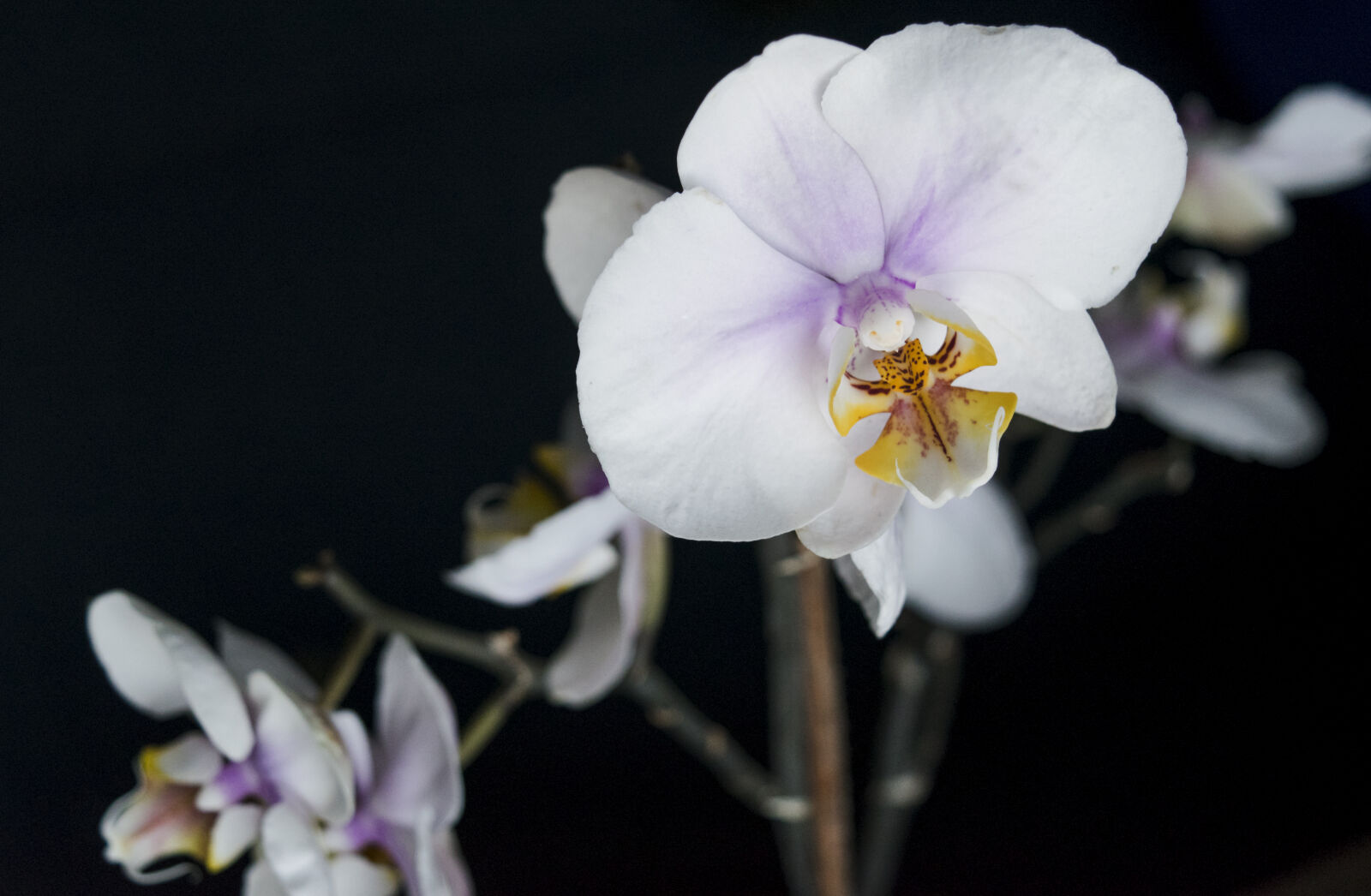 Nikon D3300 sample photo. Orchidaceae, orquidea photography