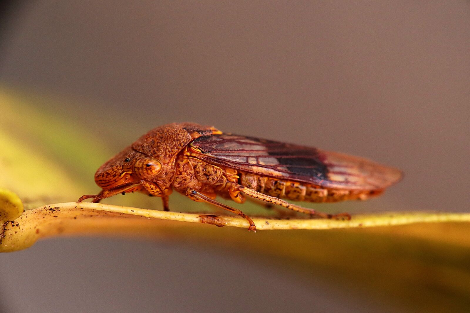 Canon EOS M50 (EOS Kiss M) sample photo. Insect, homalodisca vitrepennis, gwss photography
