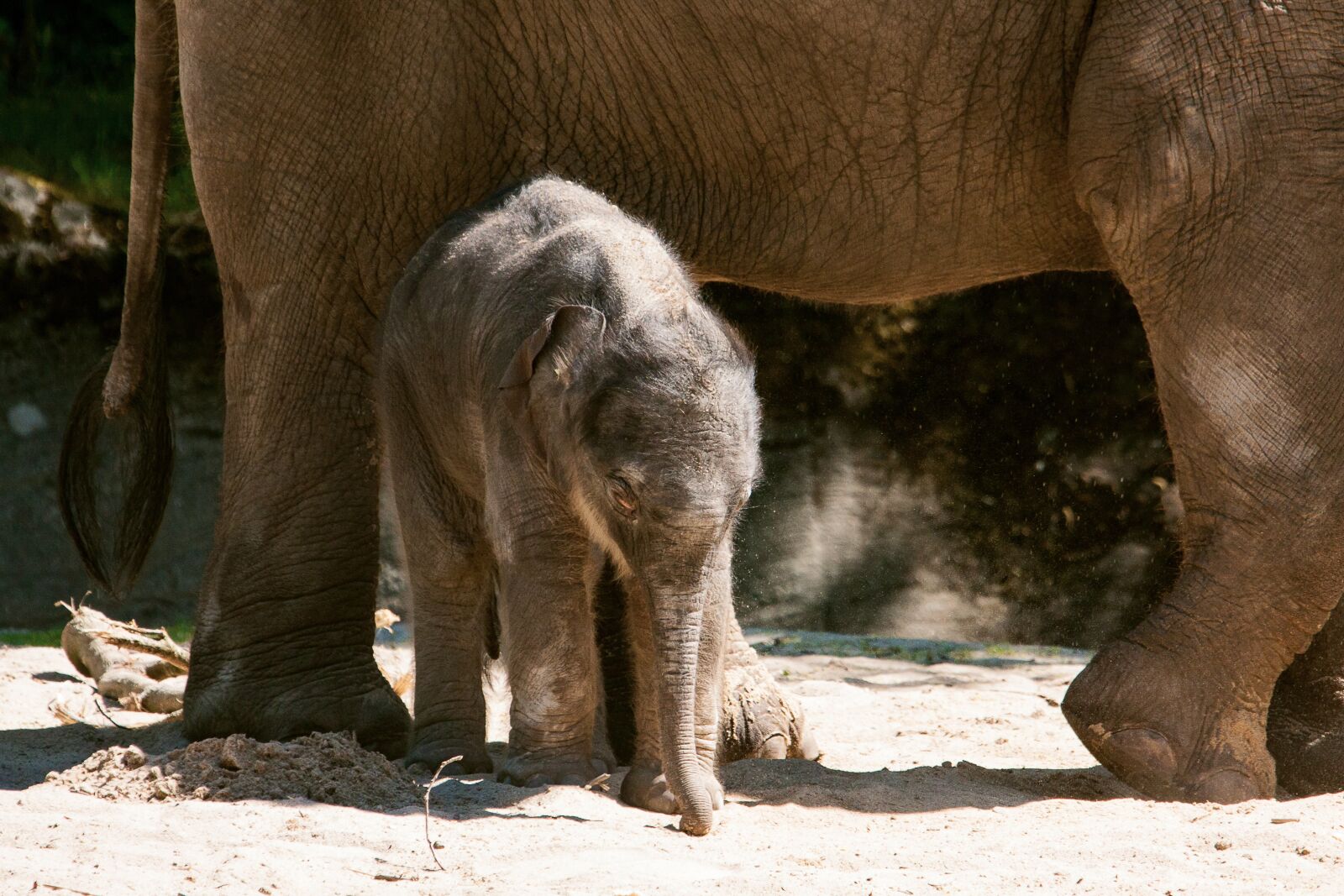 Canon EOS 50D sample photo. Elephant, young animal, mammal photography
