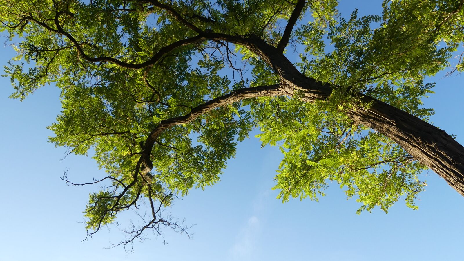 Panasonic Lumix DMC-FZ300 sample photo. Wood, sky, foliage photography