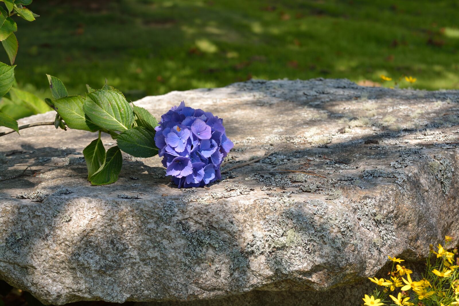 Nikon D7100 sample photo. Flower, stone, nature photography