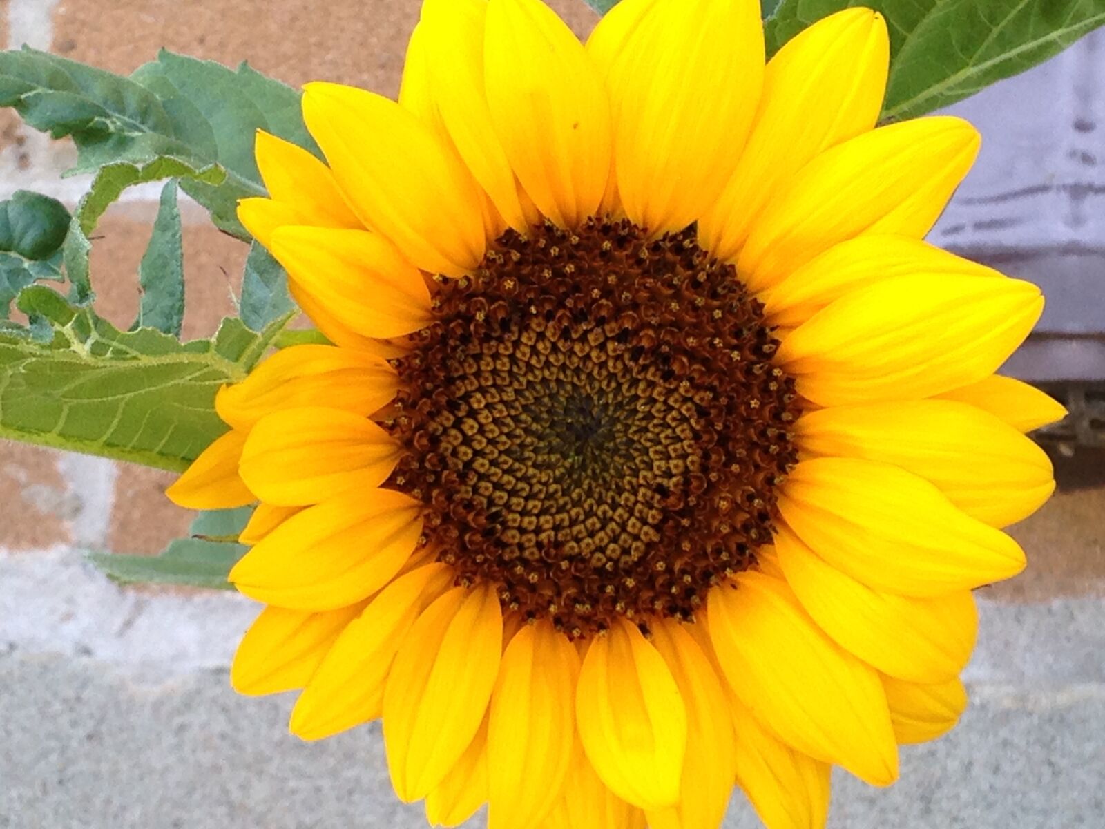 Apple iPhone 5c sample photo. Sunflower, summer, yellow photography