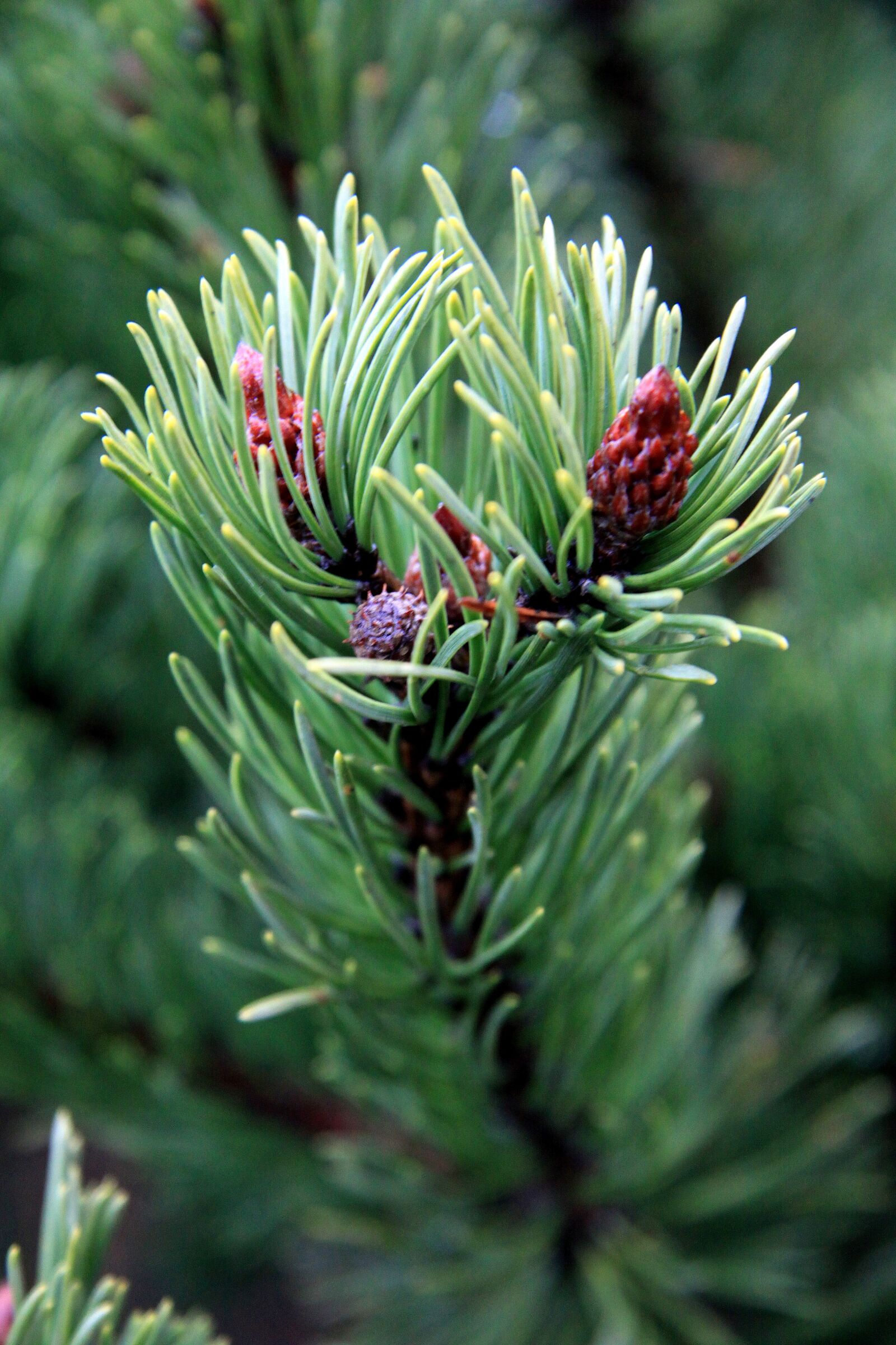 Canon EOS 50D sample photo. Needle, pine, tree photography