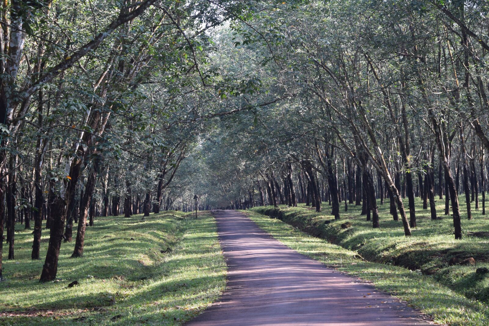 Nikon D3300 sample photo. Rubber forest, rubber garden photography