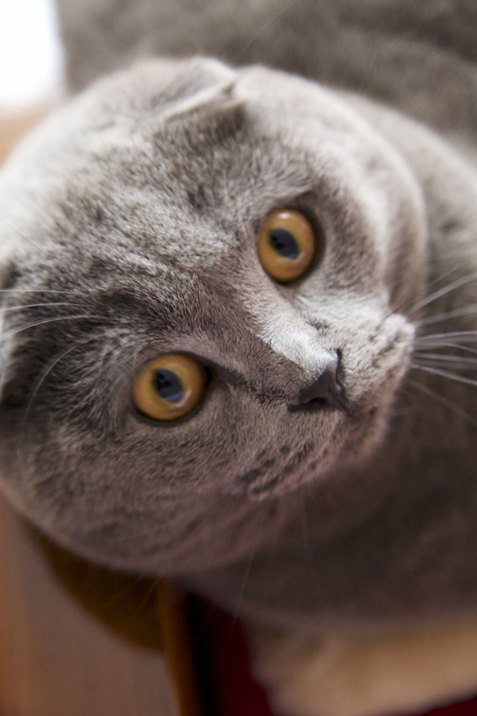 Canon EOS 5D Mark II sample photo. Cat, grey, cat face photography