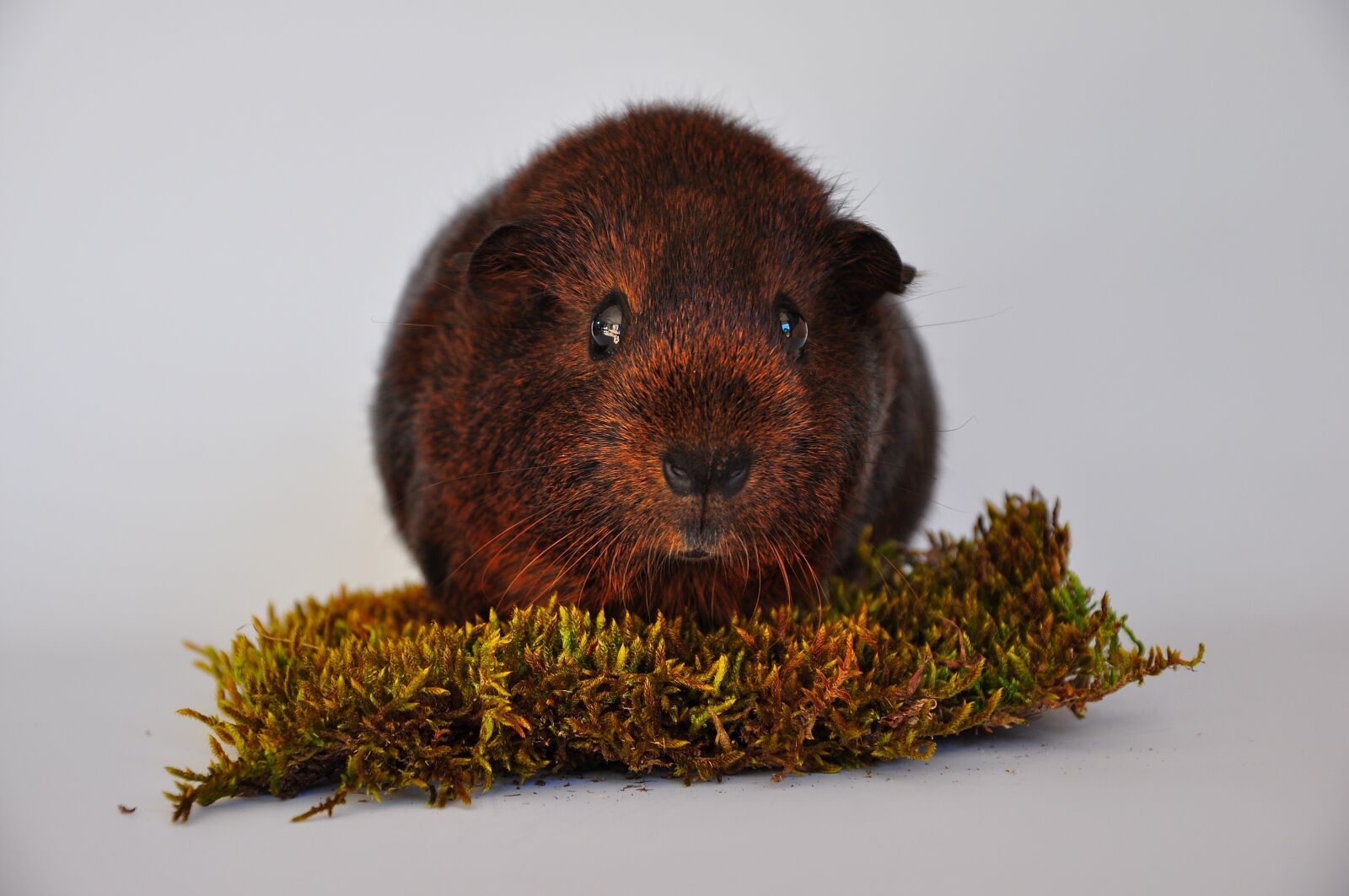 Nikon D90 sample photo. Guinea pig, smooth hair photography