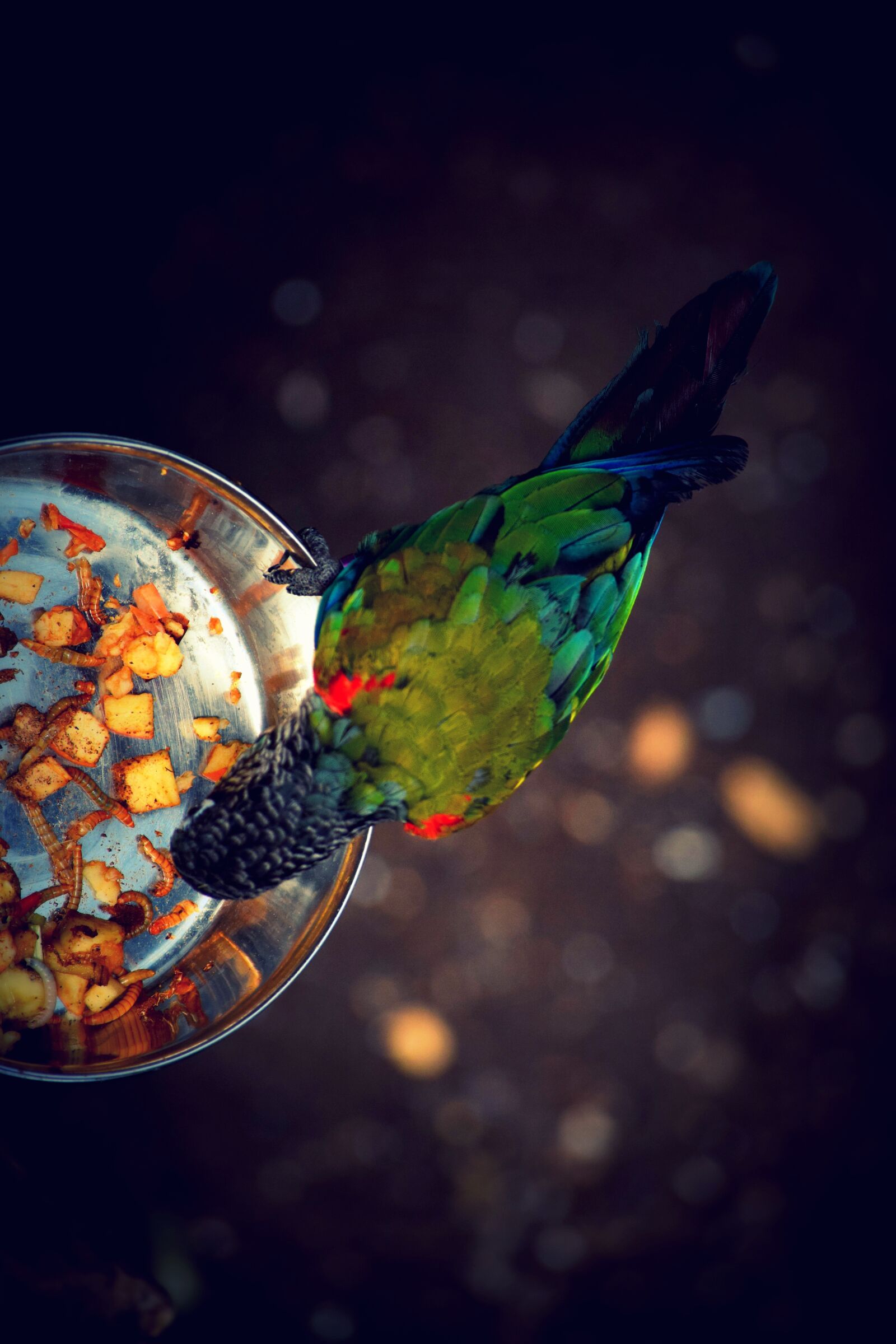 Nikon D3300 sample photo. Bird, food, color photography