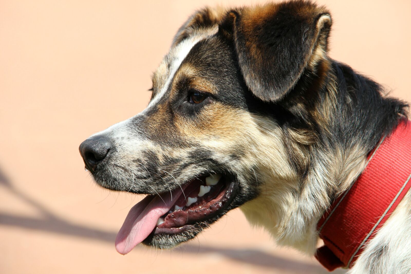 Canon EOS 600D (Rebel EOS T3i / EOS Kiss X5) sample photo. Dog, animal, pet photography