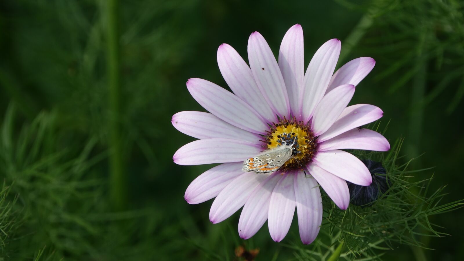 Sony Cyber-shot DSC-RX10 III sample photo. Flowers campaign, nature photography