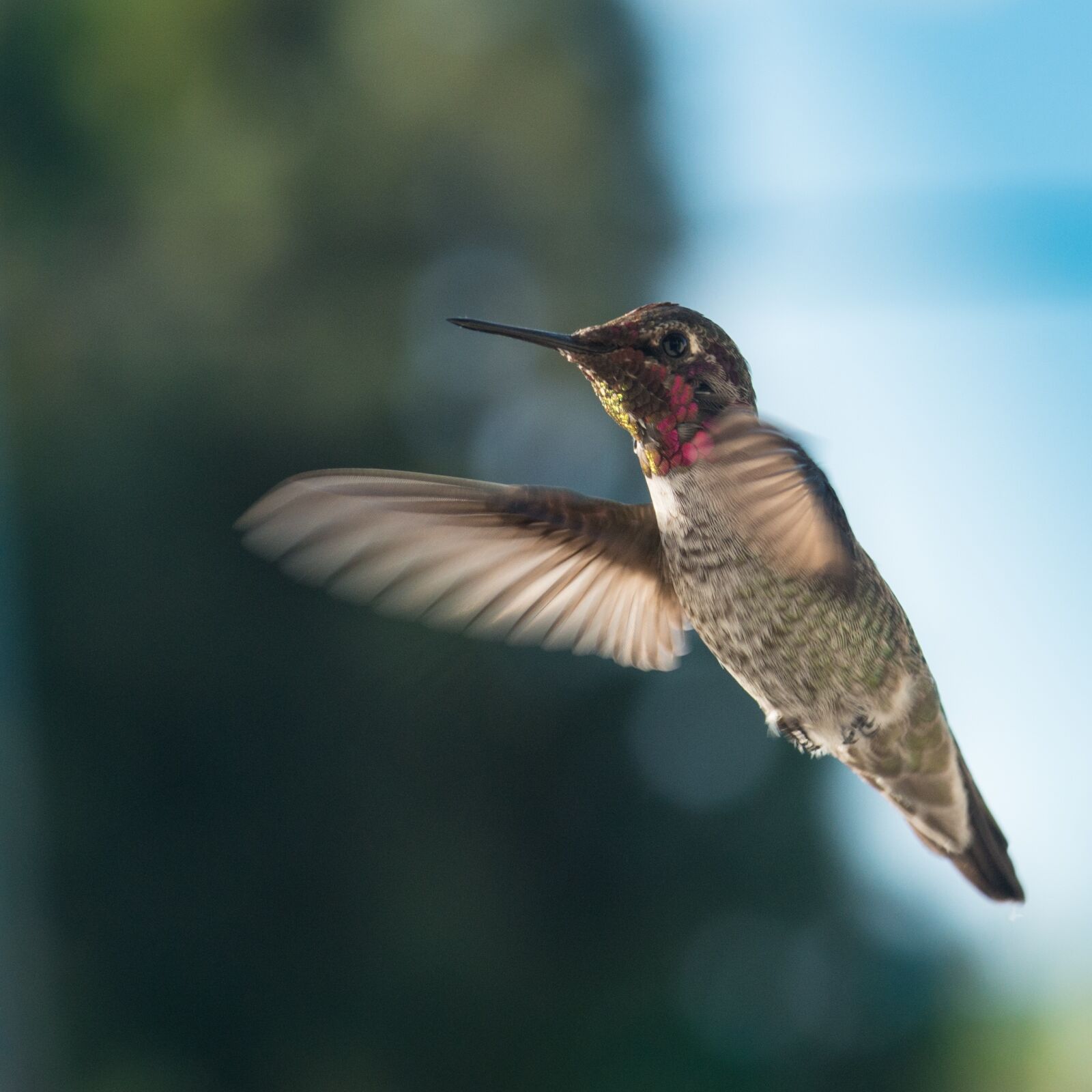 Nikon D800 sample photo. Hummingbird, wildlife, nature photography