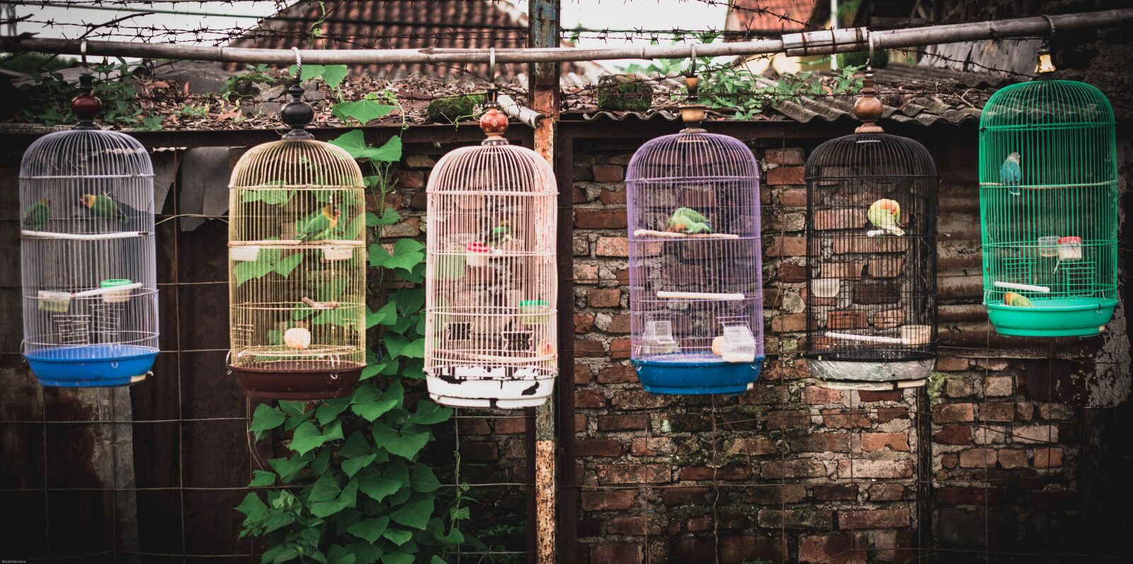 Nikon D610 sample photo. Filmlook, bird, vintage photography