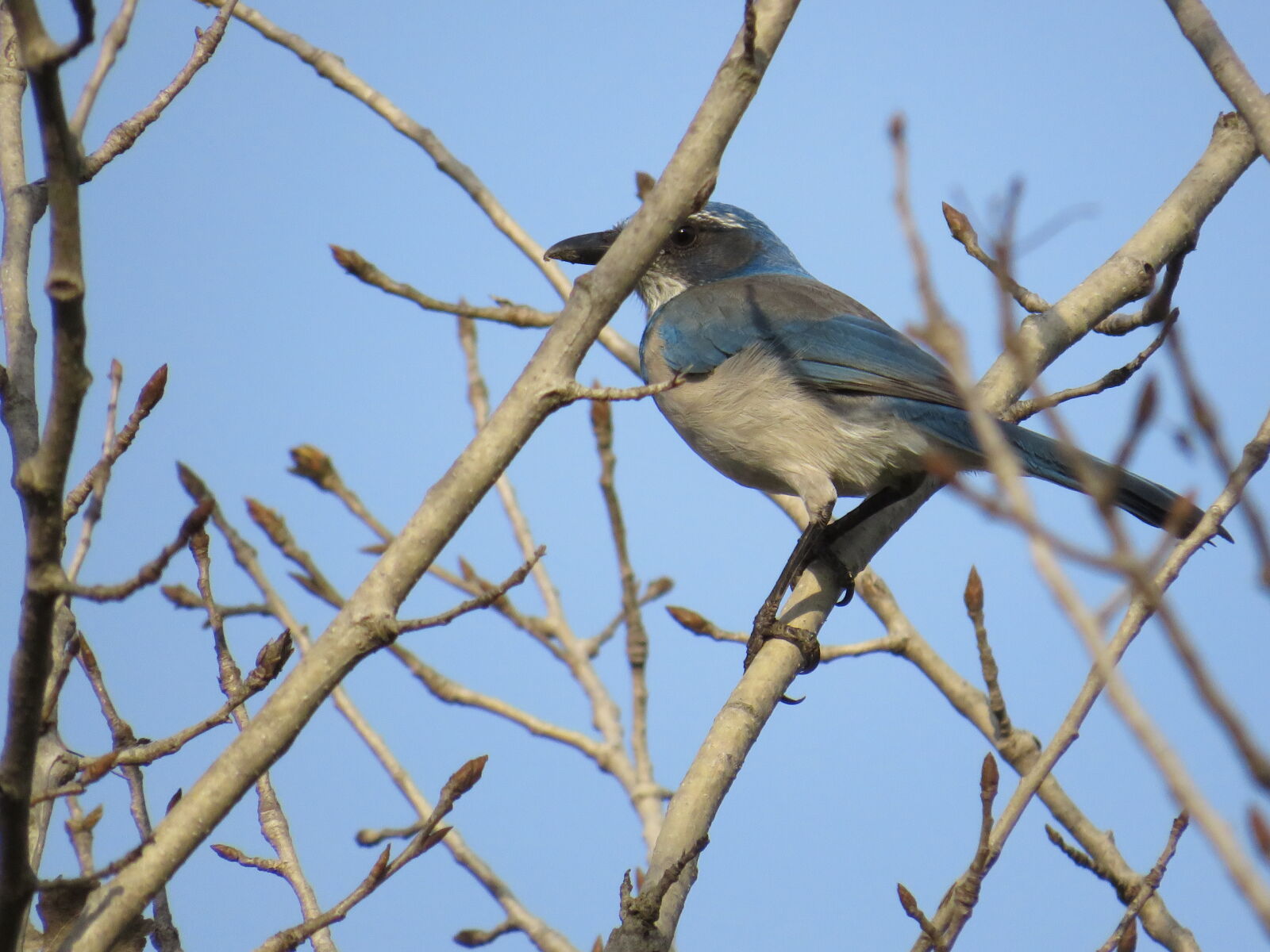 Canon PowerShot SX540 HS sample photo