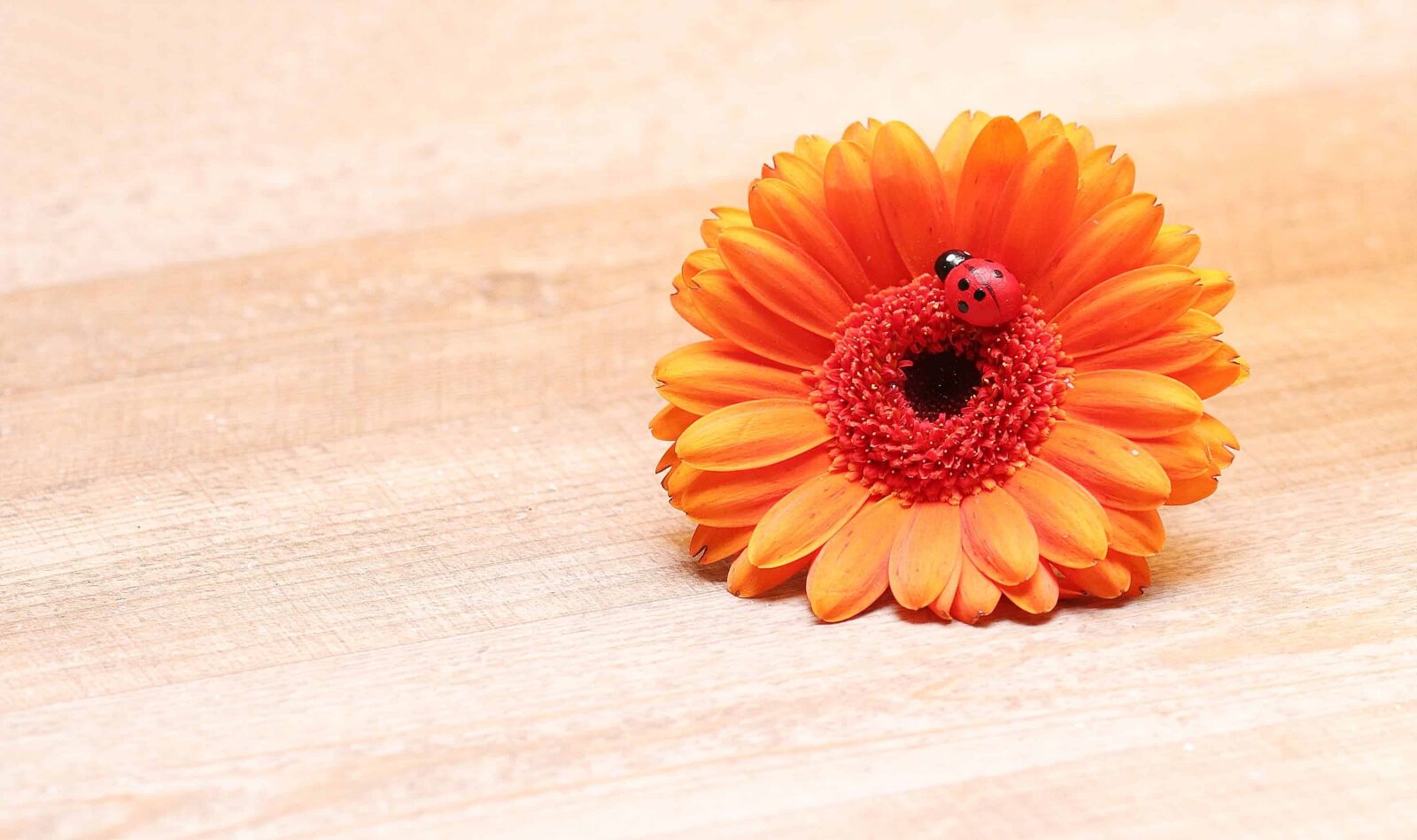 Canon EOS 80D sample photo. Still life, decoration, orange photography