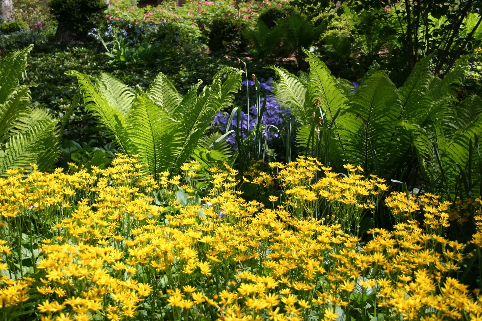 Canon EOS 350D (EOS Digital Rebel XT / EOS Kiss Digital N) sample photo. Summer garden, hosta, yellow photography