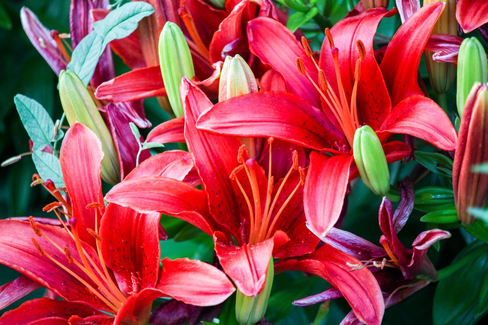 Canon EOS 700D (EOS Rebel T5i / EOS Kiss X7i) sample photo. Flowers, red, nectar photography