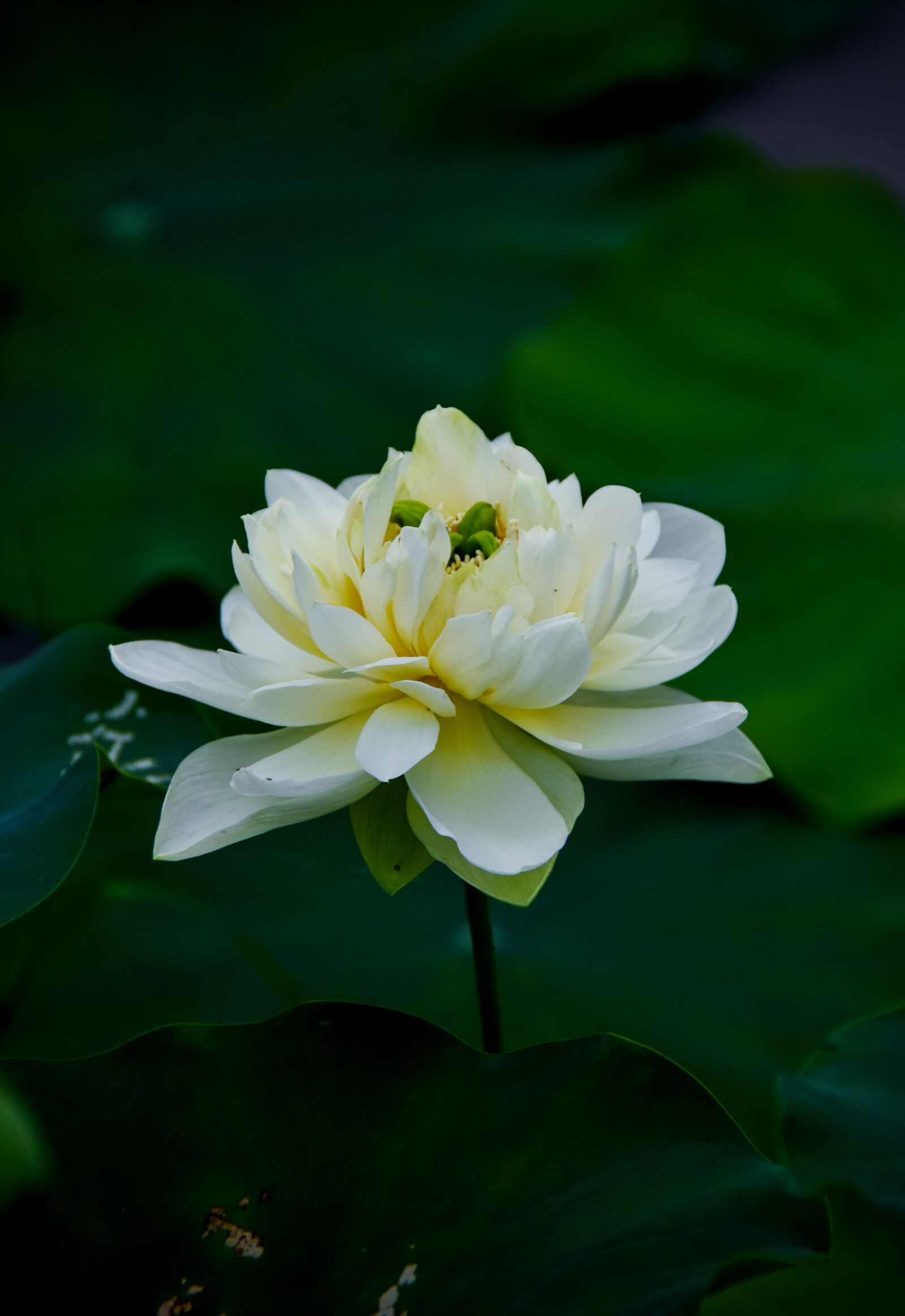 Nikon D7200 sample photo. Golden lotus, blooming, flower photography