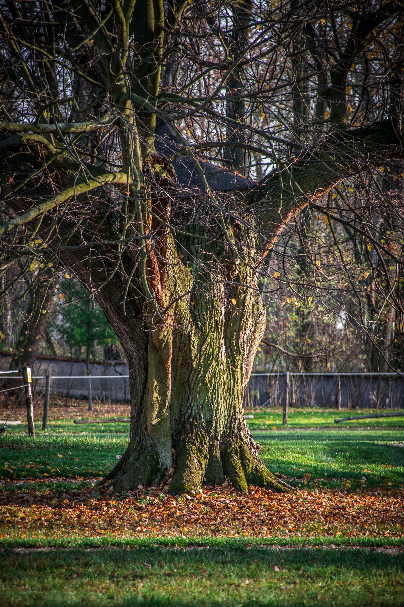 Nikon D5300 sample photo. Tree, old, strain photography