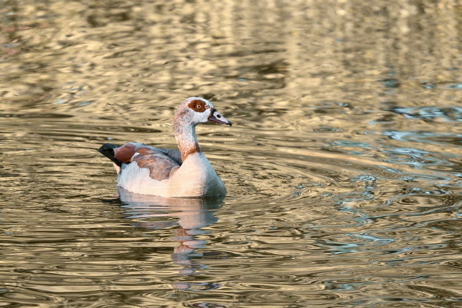 Canon EOS 1100D (EOS Rebel T3 / EOS Kiss X50) sample photo. Nilgans, water bird, alopochen photography