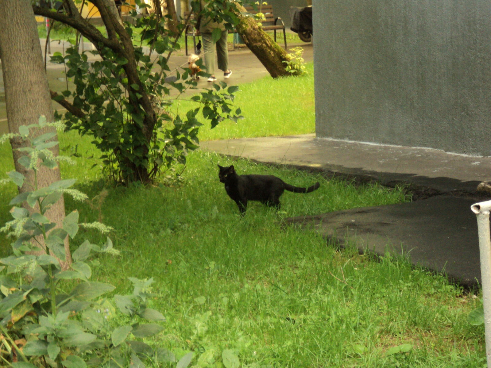Sony DSC-S2100 sample photo. Kitty also doggo in photography