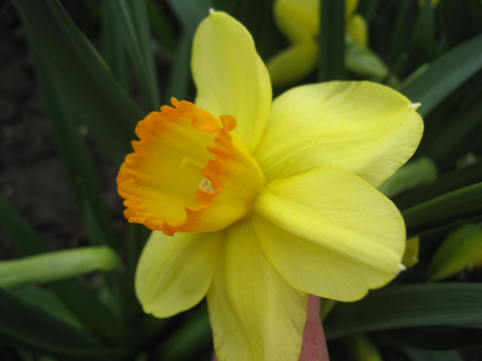 Canon PowerShot A480 sample photo. Yellow, spring, flower photography