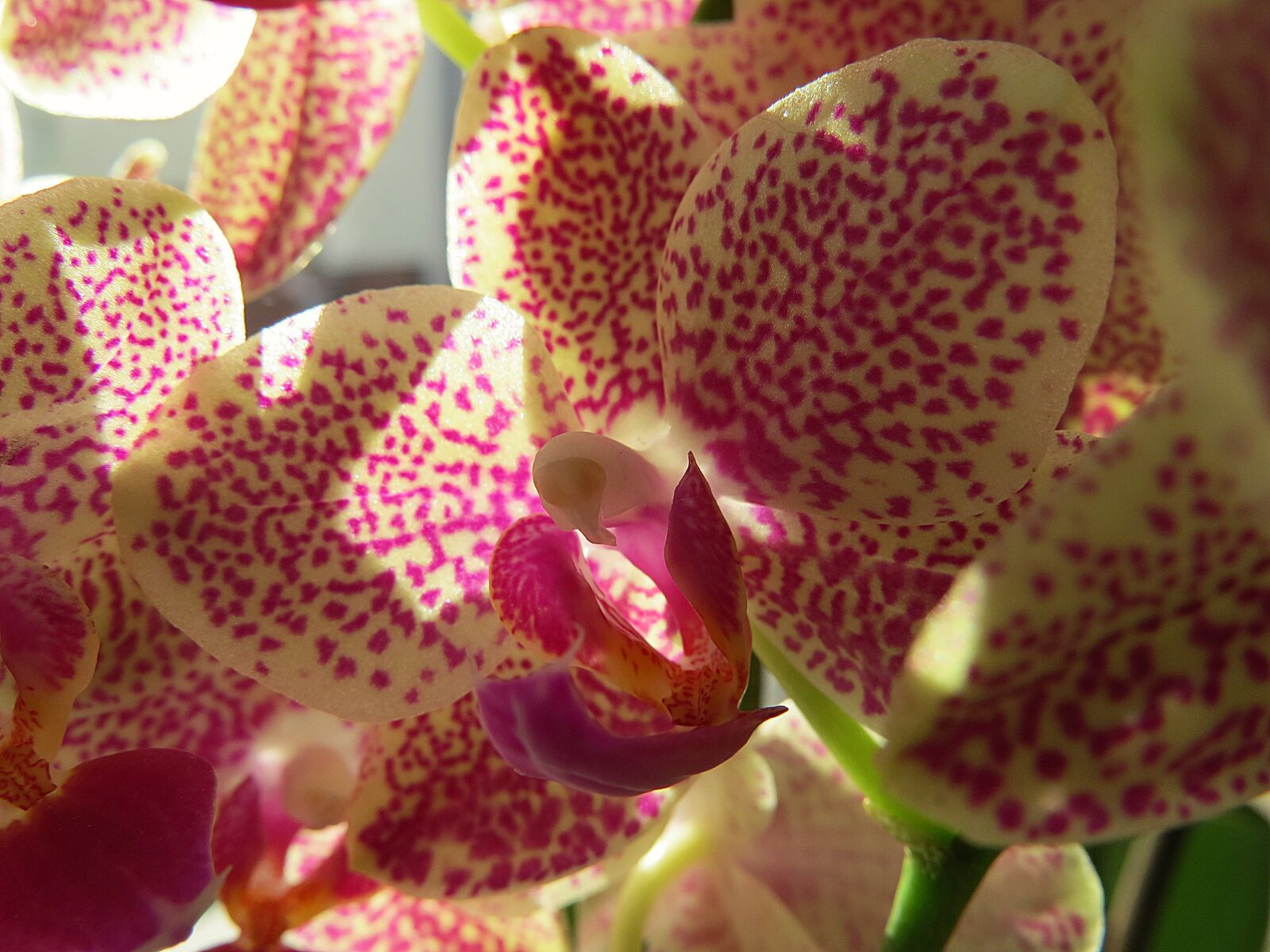 Canon PowerShot SX50 HS sample photo. Orchid, orchids, blossom photography