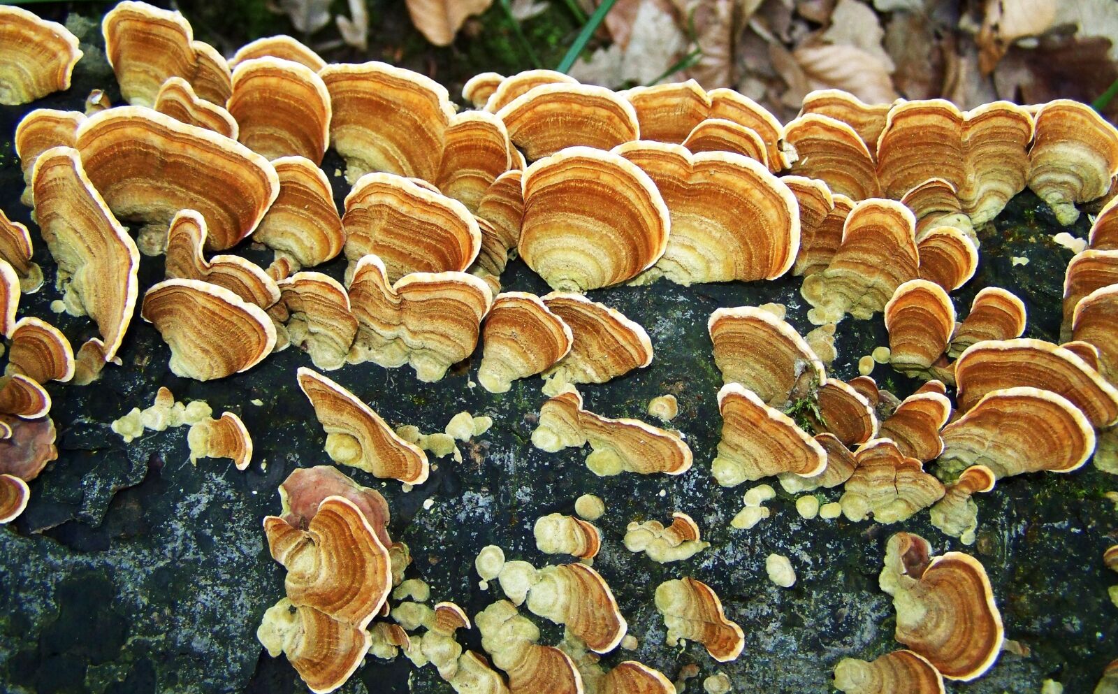 Kodak EASYSHARE ZD710 ZOOM DIGITAL CAMERA sample photo. Tinder fungus, forest, nature photography