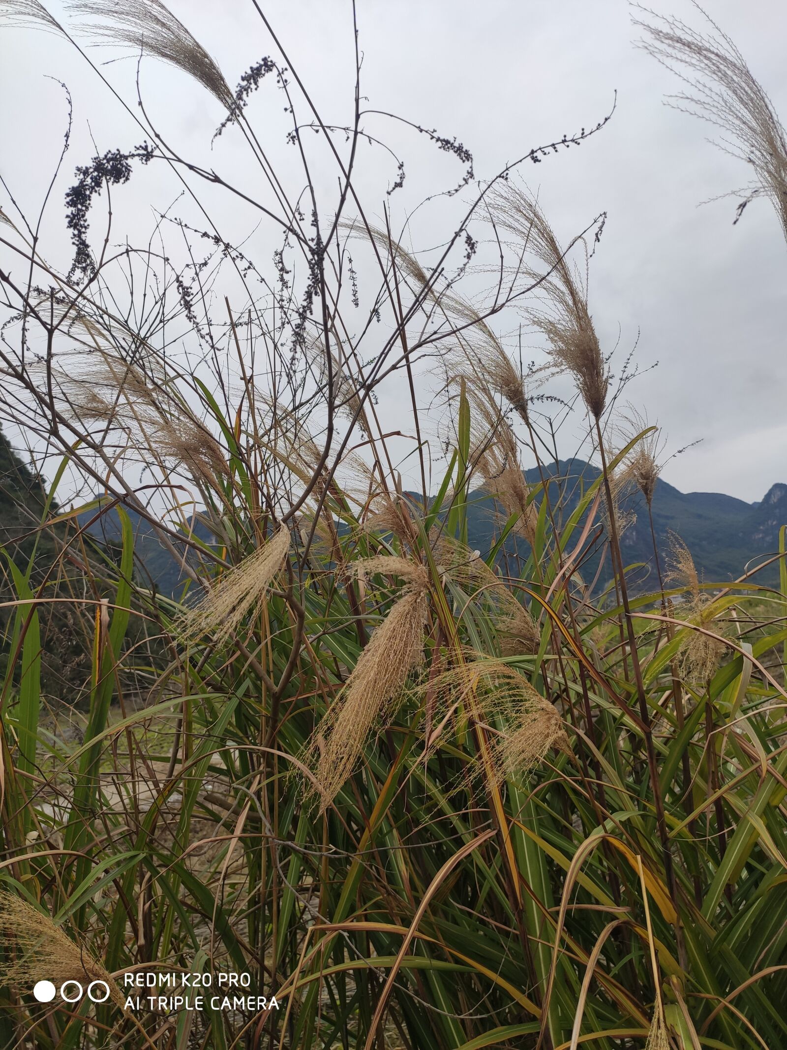 Xiaomi Redmi K20 Pro sample photo. Grass, day, cloudy day photography