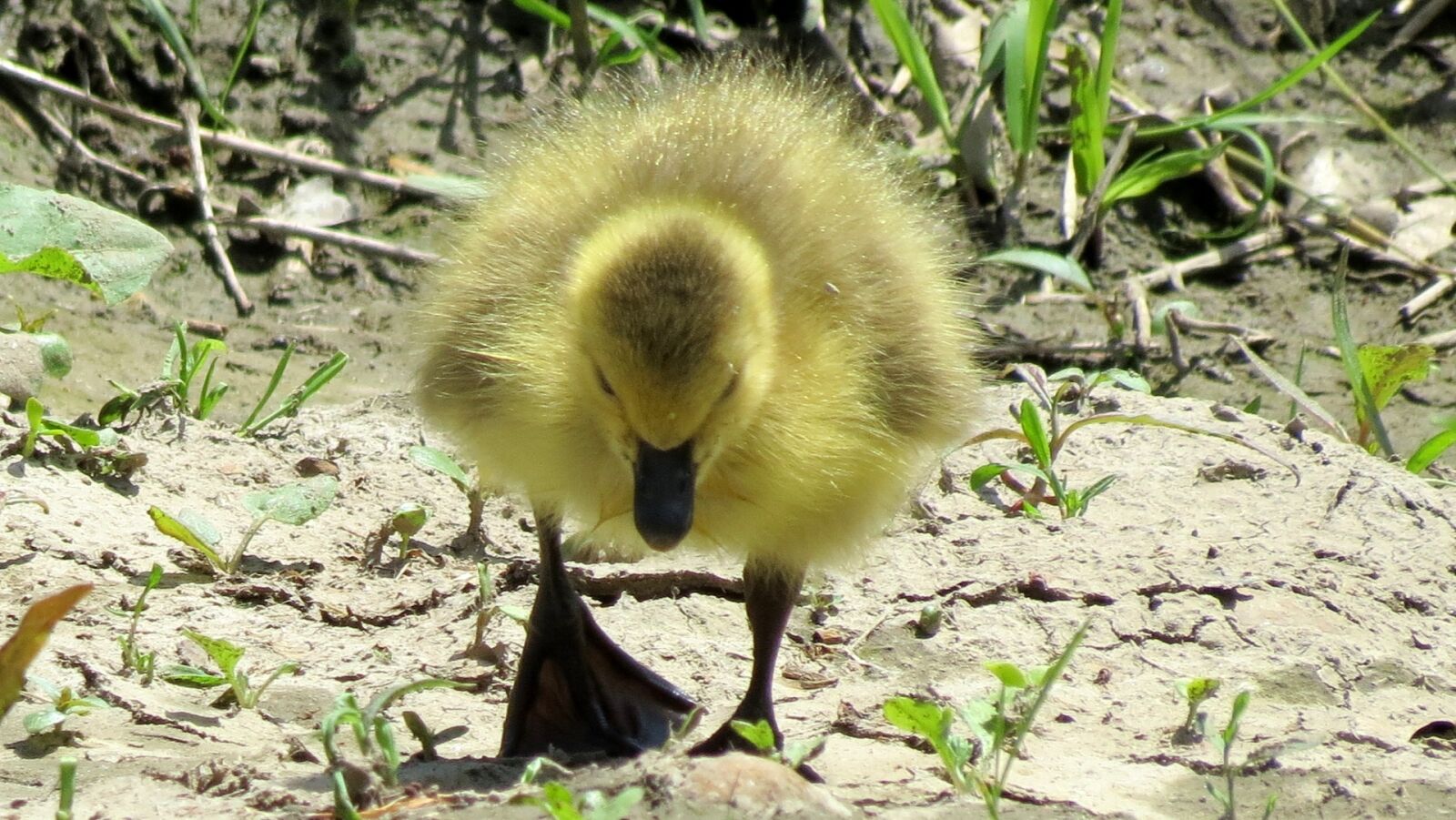 Canon PowerShot SX40 HS sample photo. Duck, baby, duckling photography
