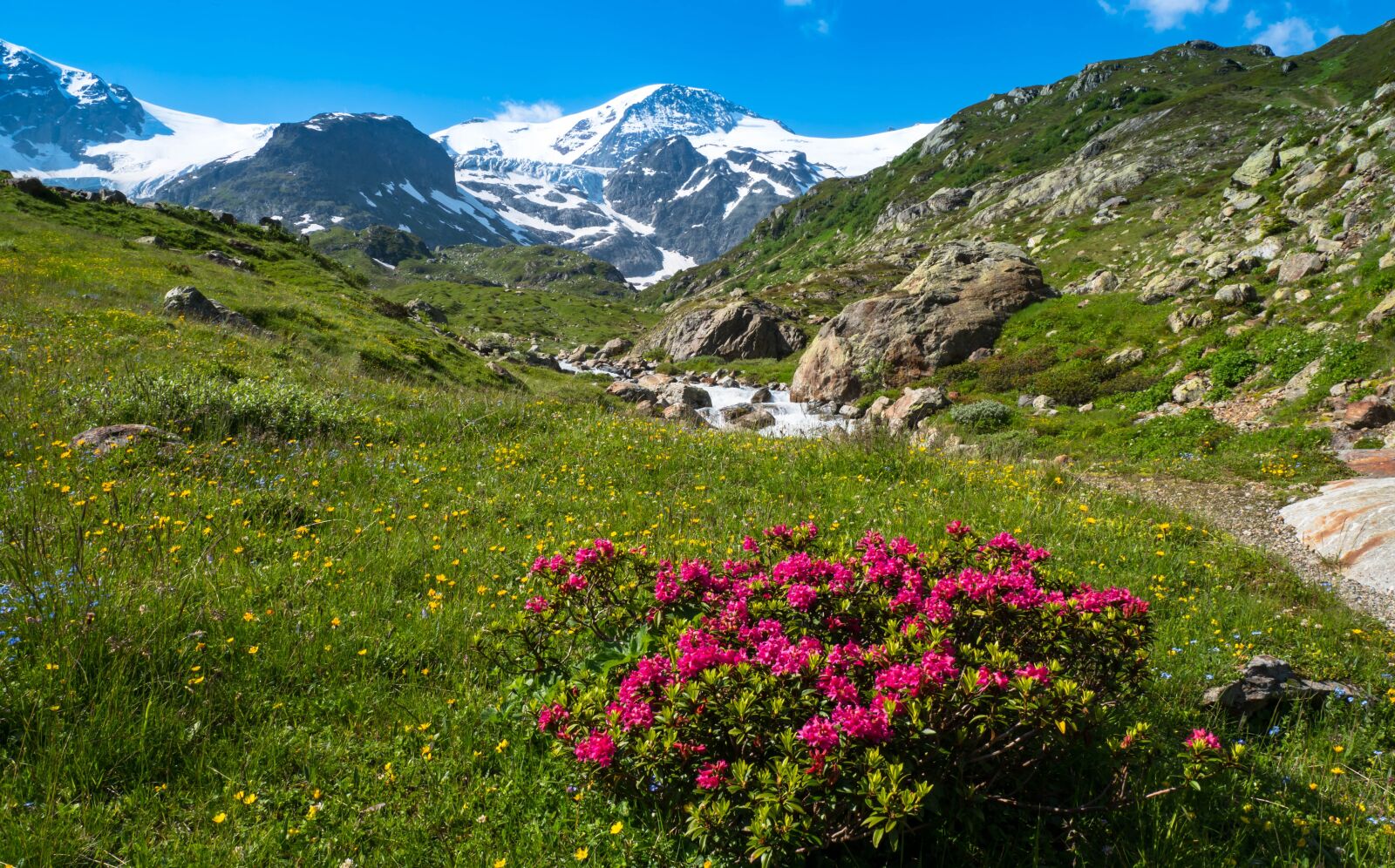 LUMIX G VARIO 12-60/F3.5-5.6 sample photo. Alpine roses, alprosen, alpine photography