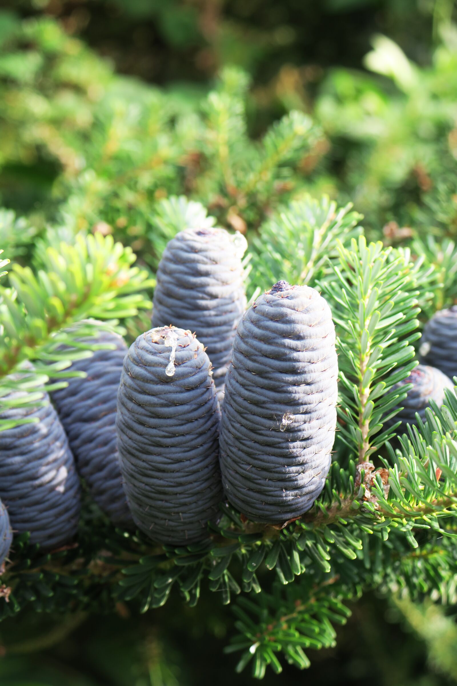 Canon PowerShot G3 X sample photo. Fir tree, blue, tap photography