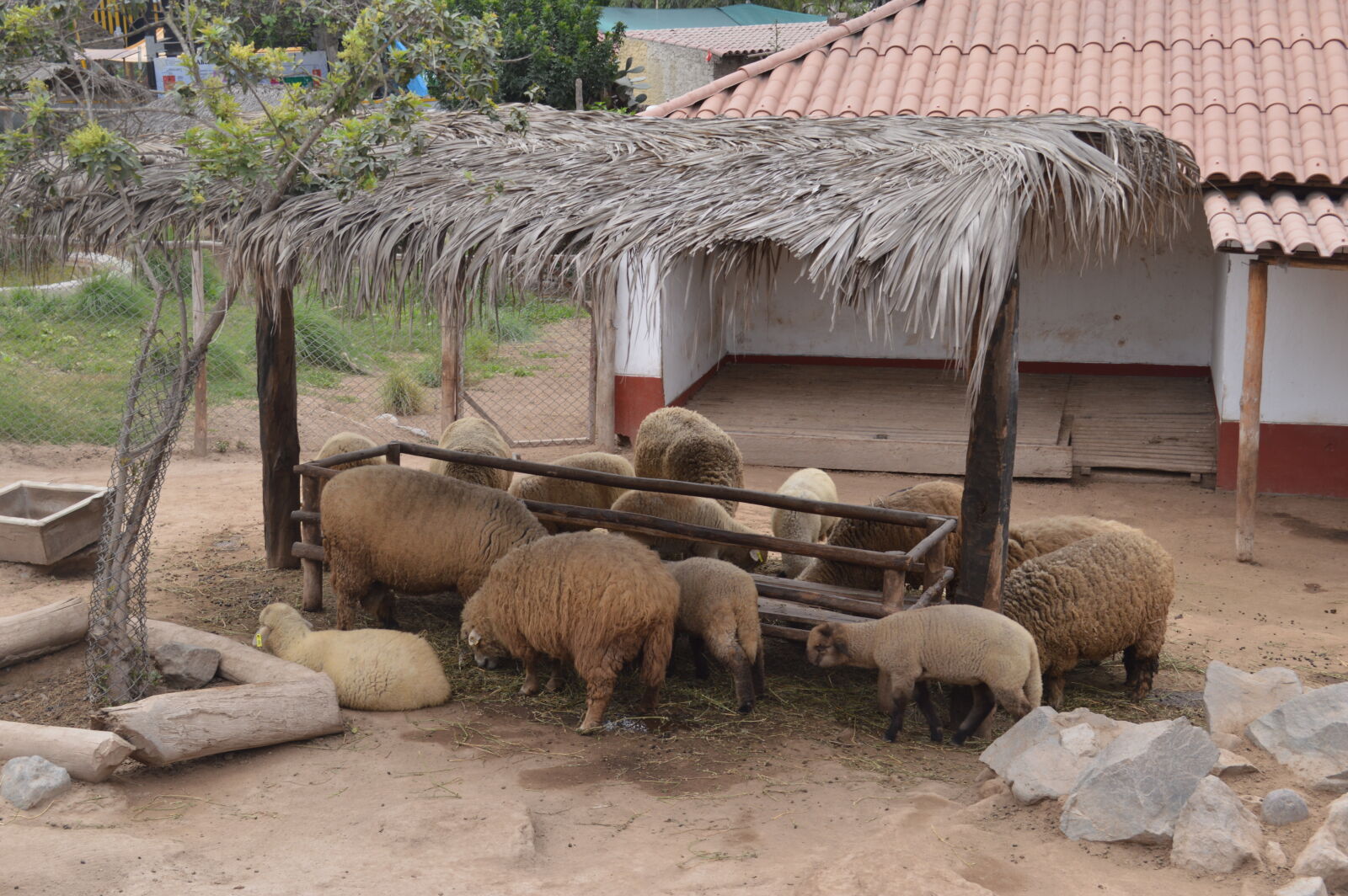 Nikon D3200 sample photo. Sheep photography