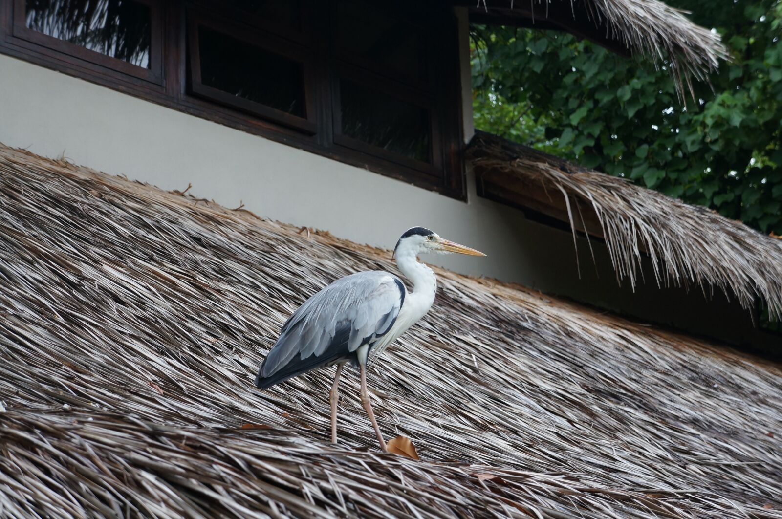 Sony Alpha NEX-5N sample photo. New, fly, birds photography