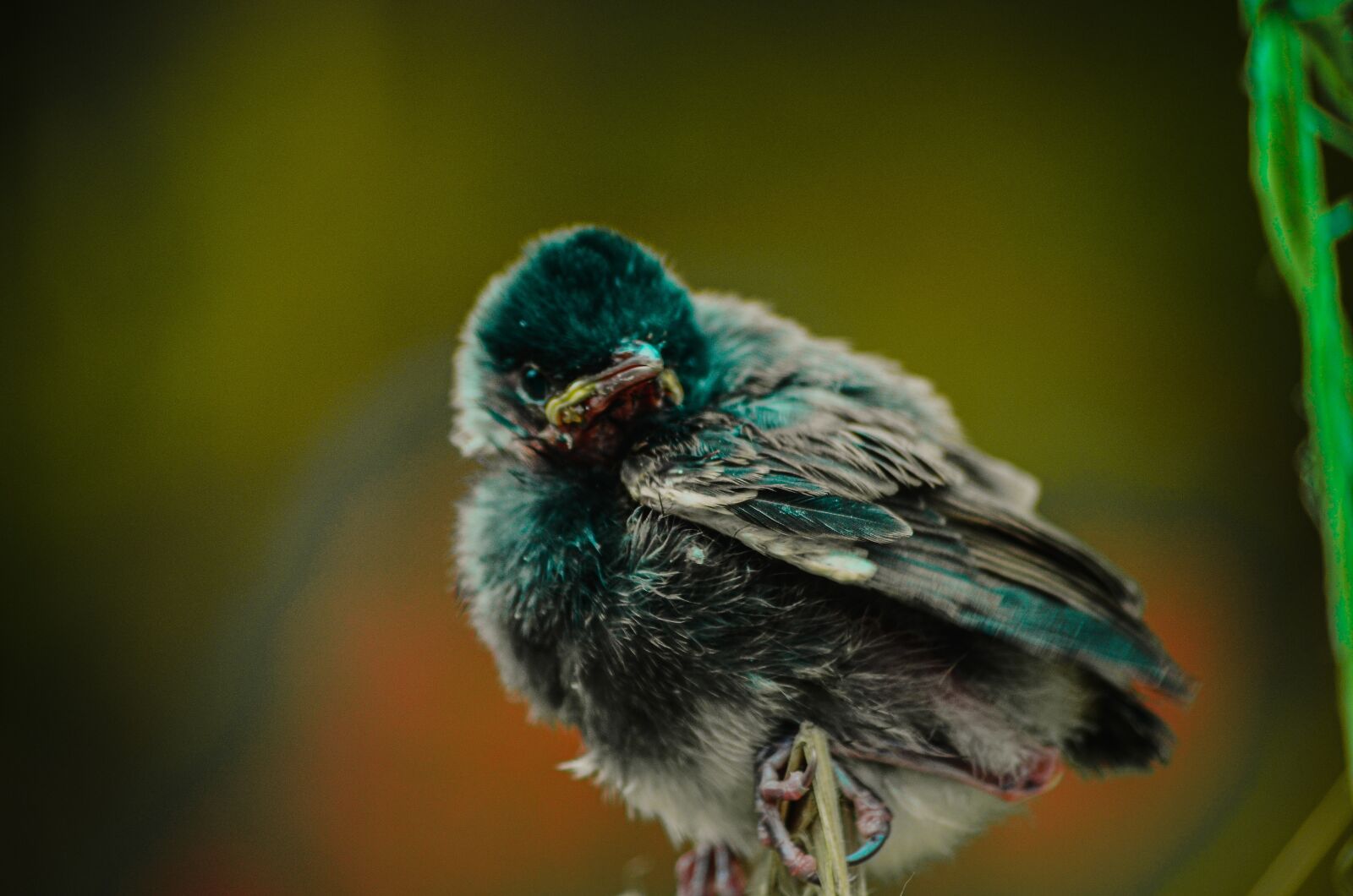 Nikon D5100 sample photo. Bulbul, bird, animal photography
