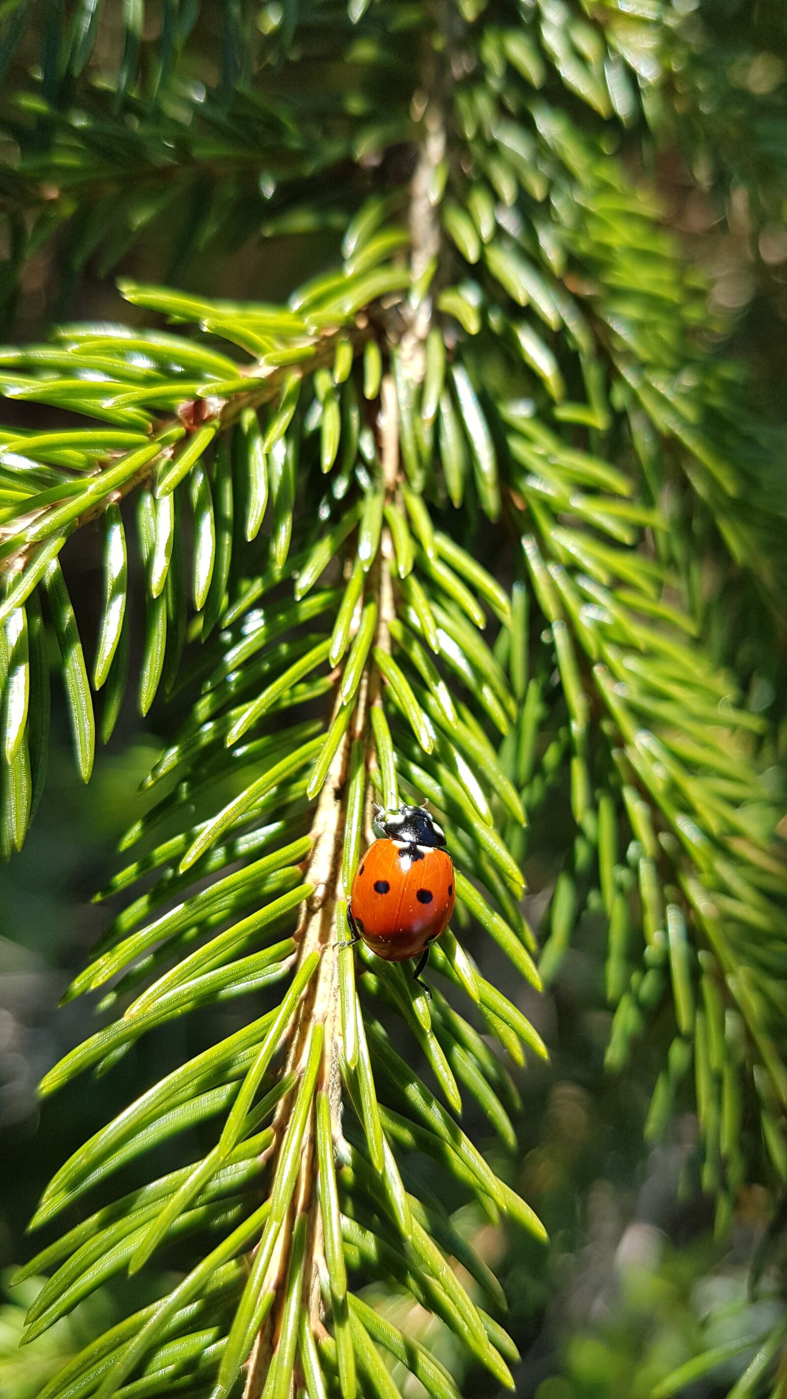 Samsung Galaxy S7 Edge sample photo. Gran, ladybug, nature photography