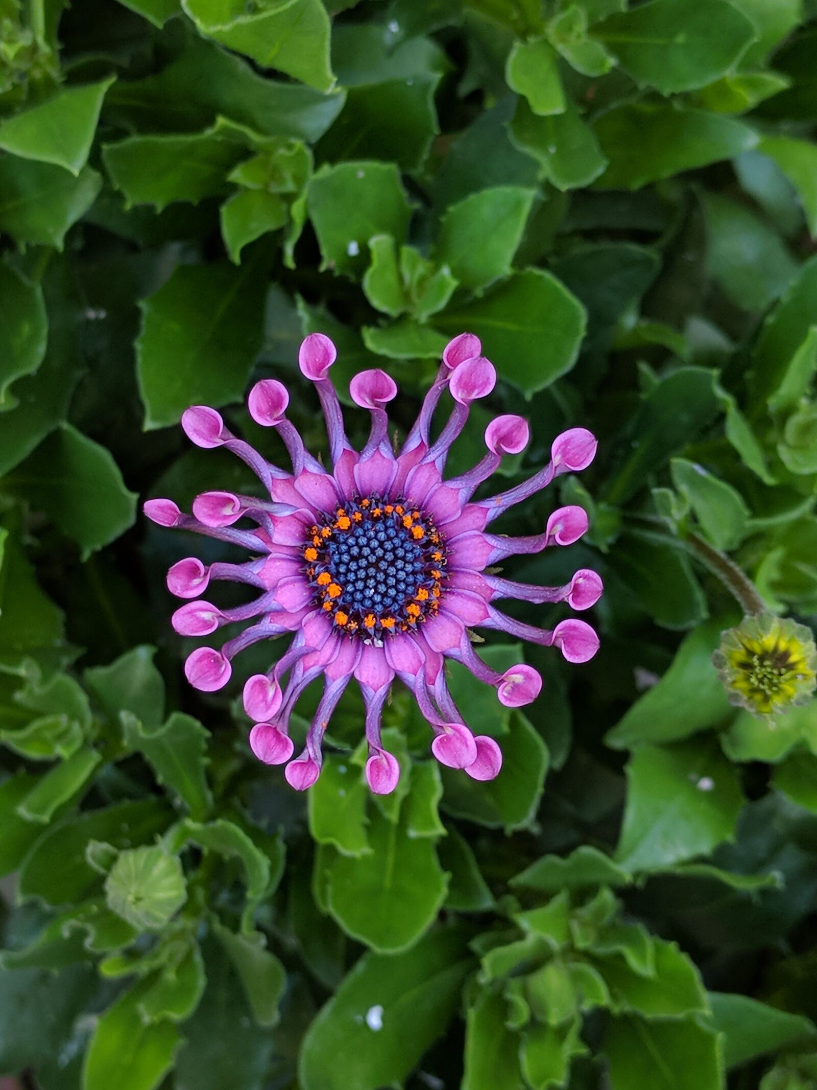Google Nexus 6P sample photo. Flower, flora, nature photography