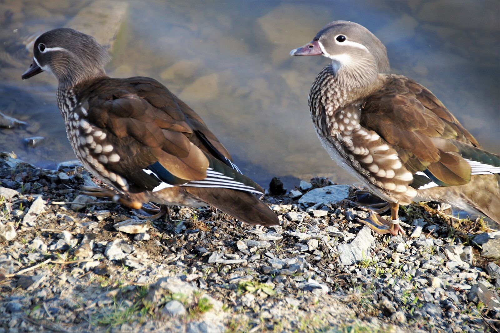 Sony SLT-A58 sample photo. Duck, mandarin, female photography