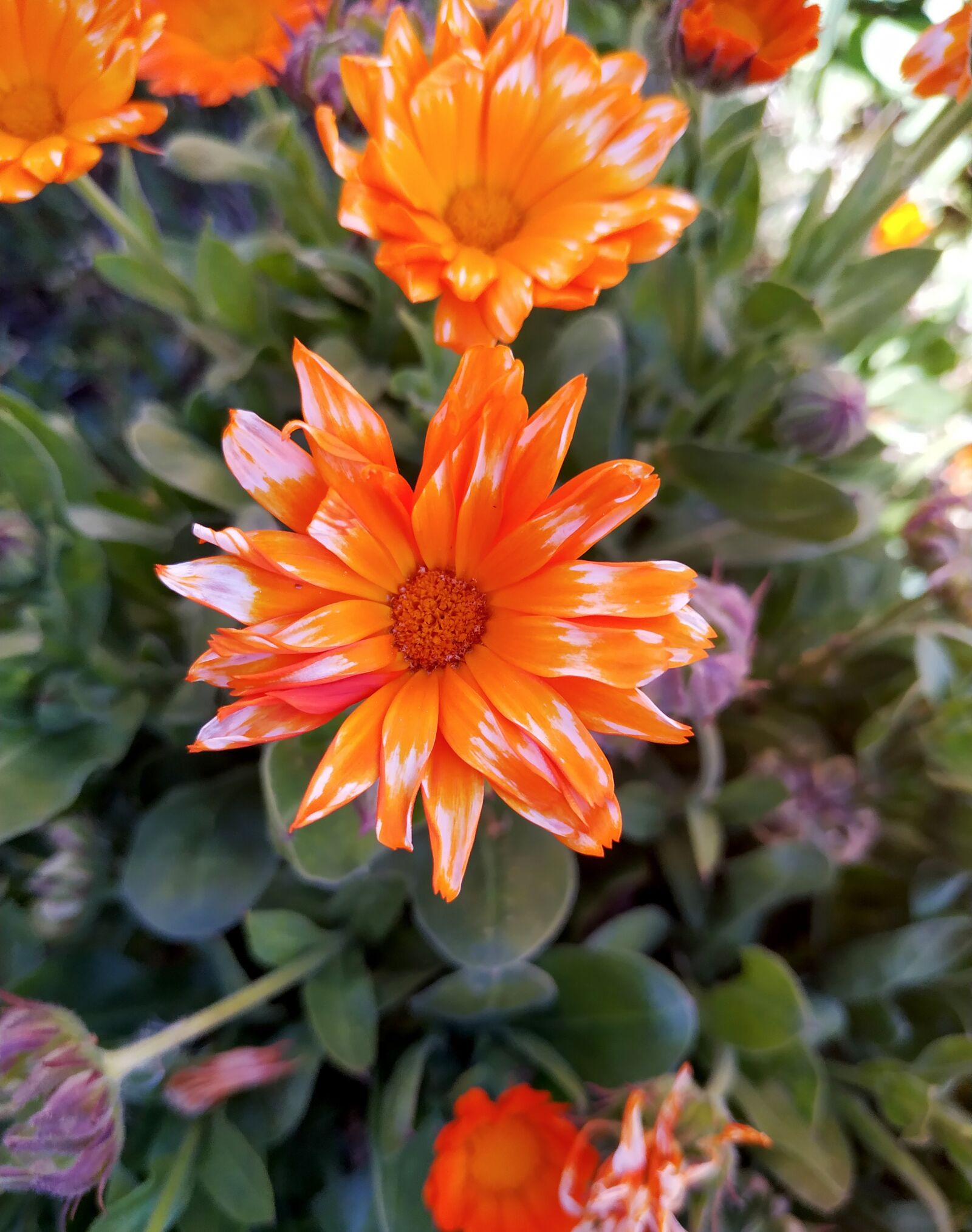 Xiaomi MI 8 Lite sample photo. Flower, orange, nature photography