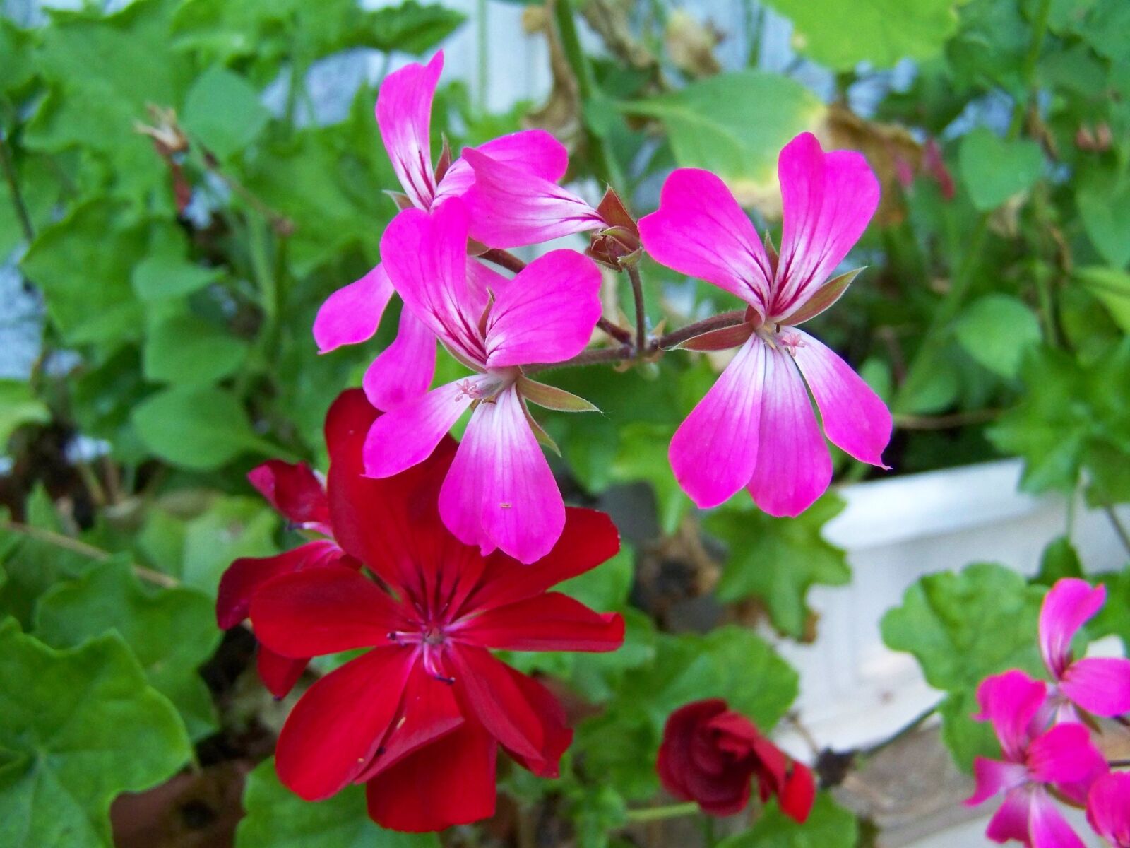 Kodak EASYSHARE ZD710 ZOOM DIGITAL CAMERA sample photo. Geranium, summer flower, potted photography