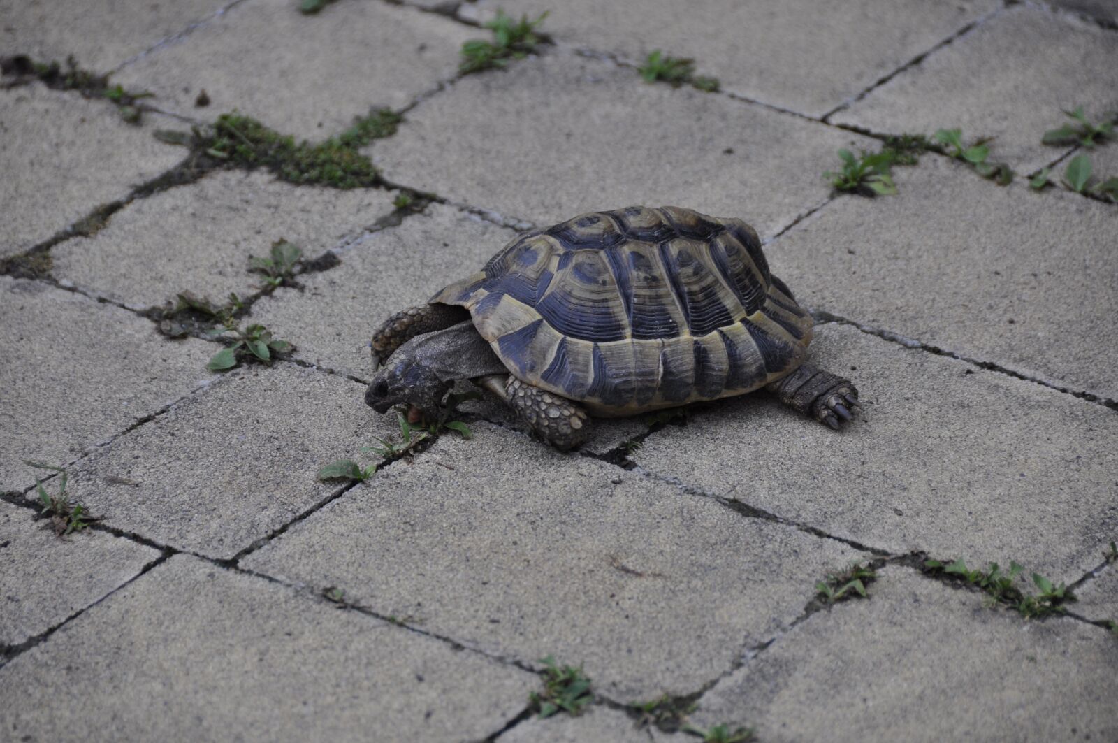 Nikon D90 sample photo. Greek tortoise, turtle, reptile photography