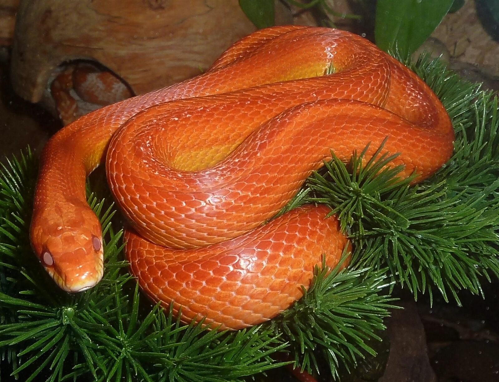 Panasonic DMC-TZ7 sample photo. Corn snake, snakes, terraristik photography