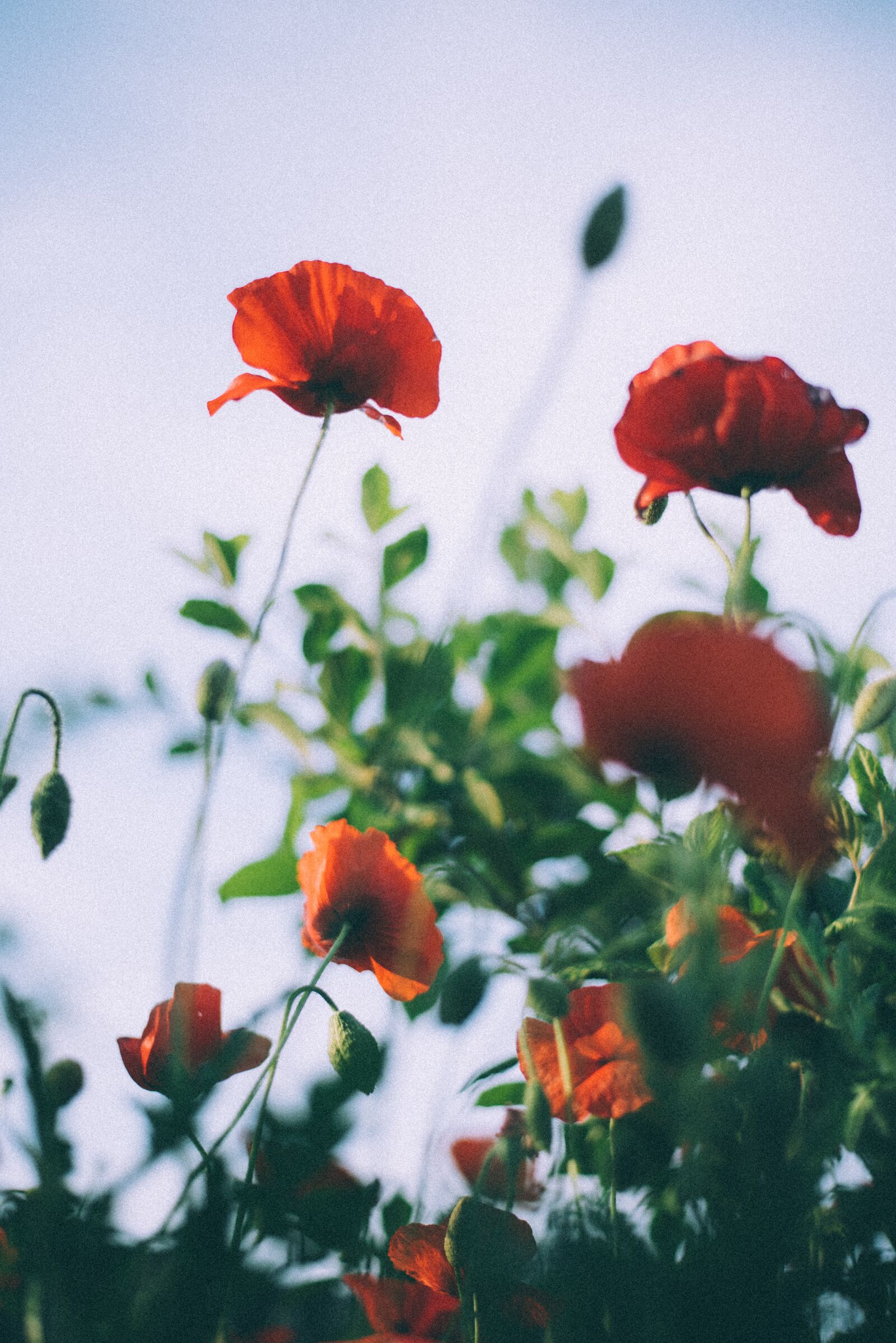 Nikon D750 sample photo. Poppy, yanggwibikkot, nature photography