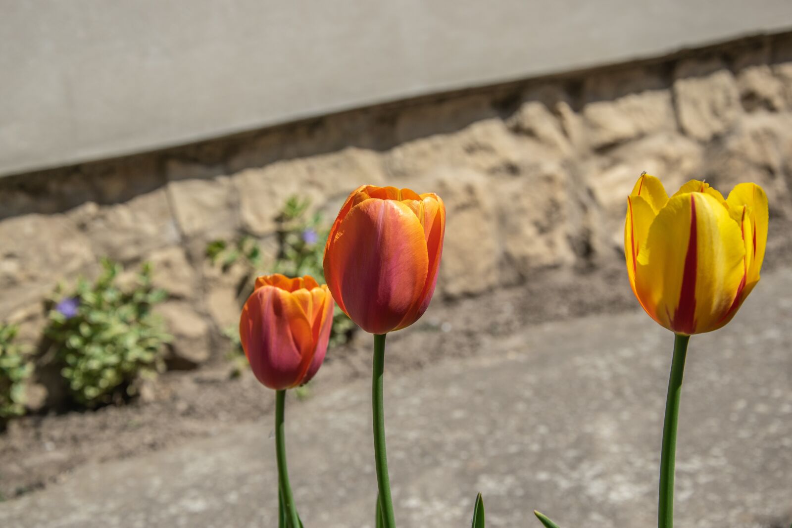 Nikon D3300 sample photo. Flower, tulip, spring photography