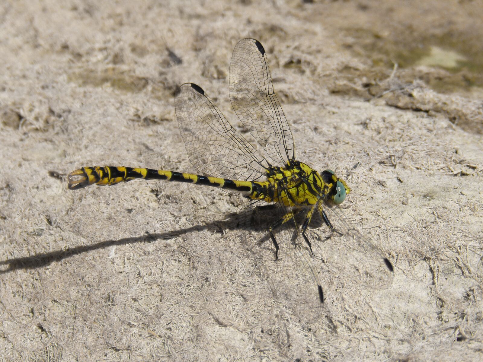 Panasonic DMC-FZ62 sample photo. Dragonfly, dragonfly tiger, onychogomphus photography