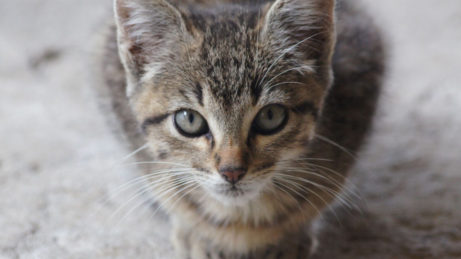 Sony SLT-A55 (SLT-A55V) sample photo. Fauna, animal, cat photography