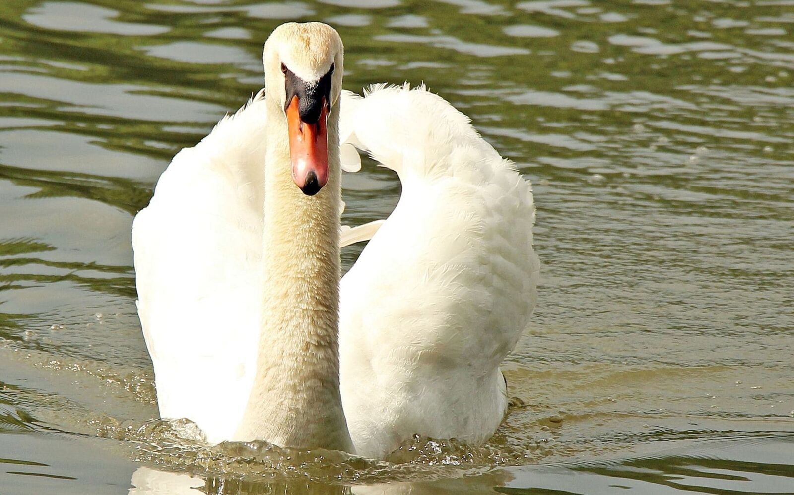 Canon EOS 550D (EOS Rebel T2i / EOS Kiss X4) sample photo. Swan, nature, bird, wildlife photography