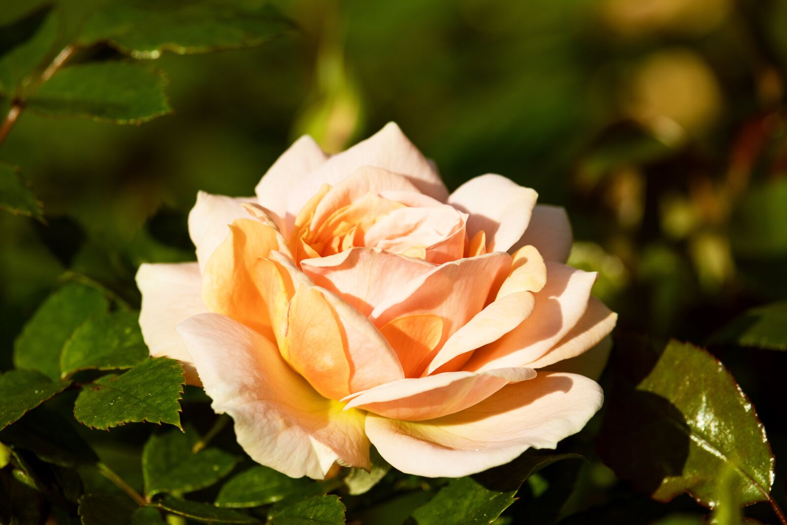 Canon EF-S 55-250mm F4-5.6 IS STM sample photo. Rose, blossom, bloom photography