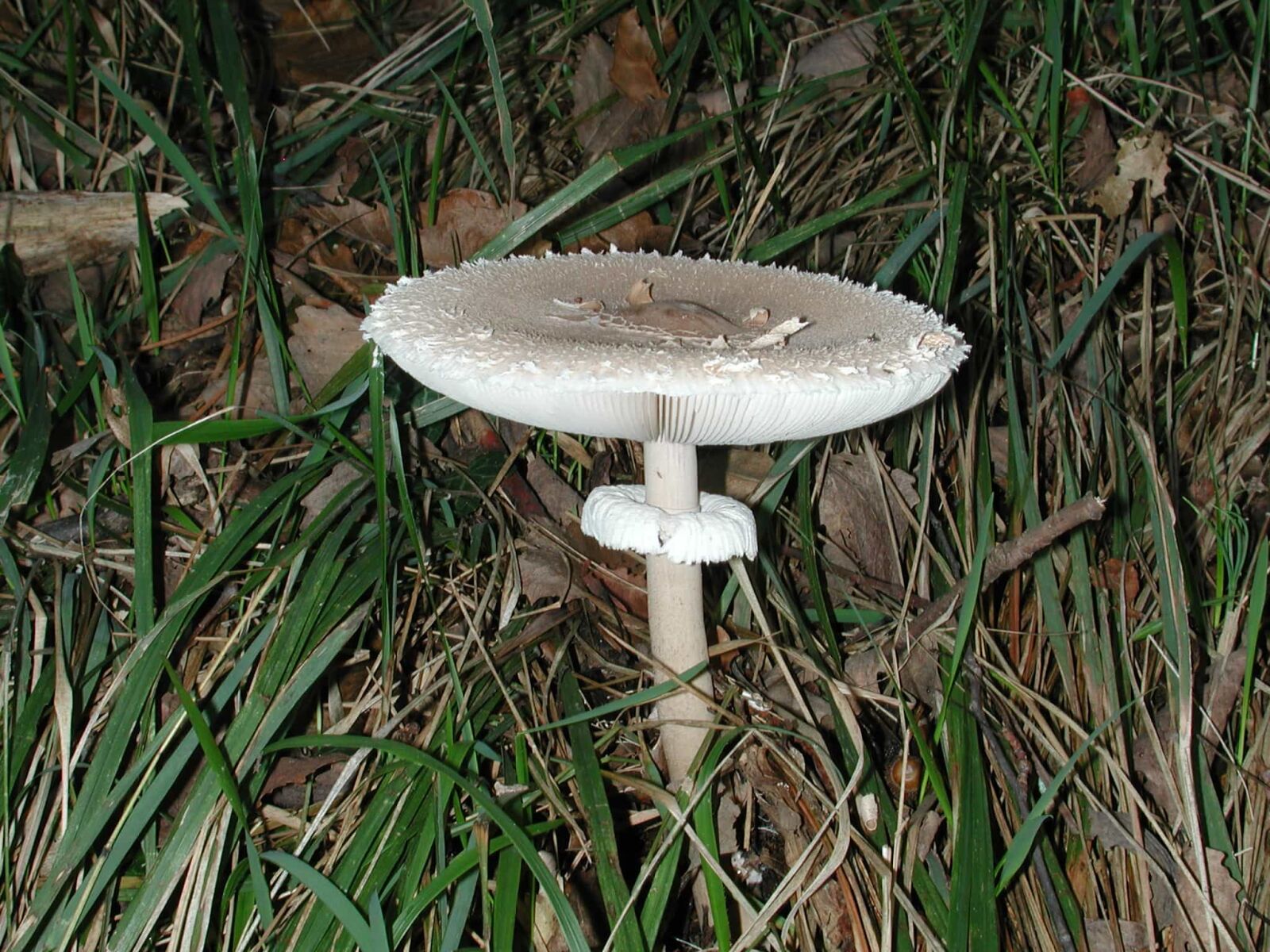 Nikon E990 sample photo. Nature, grass, wood, fungus photography