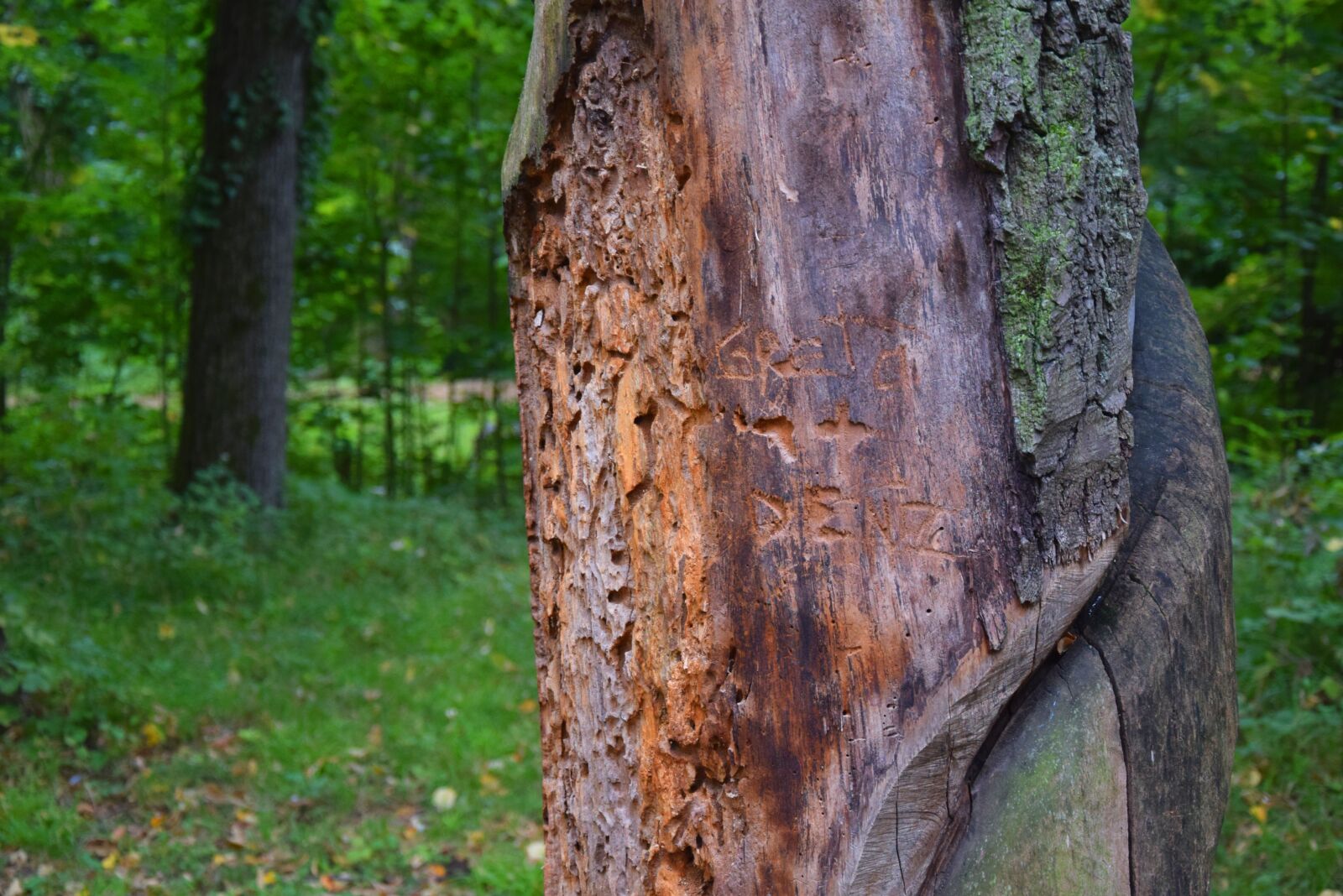 Nikon D3300 sample photo. Tree, bark, park photography