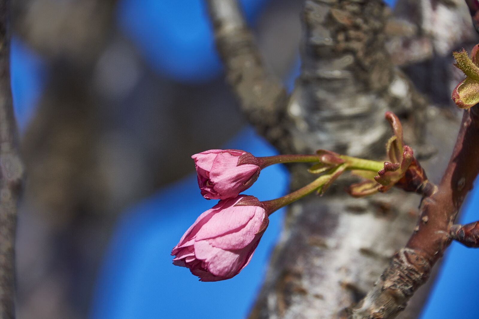 Nikon D7200 sample photo. Cherry, flower, rosa photography